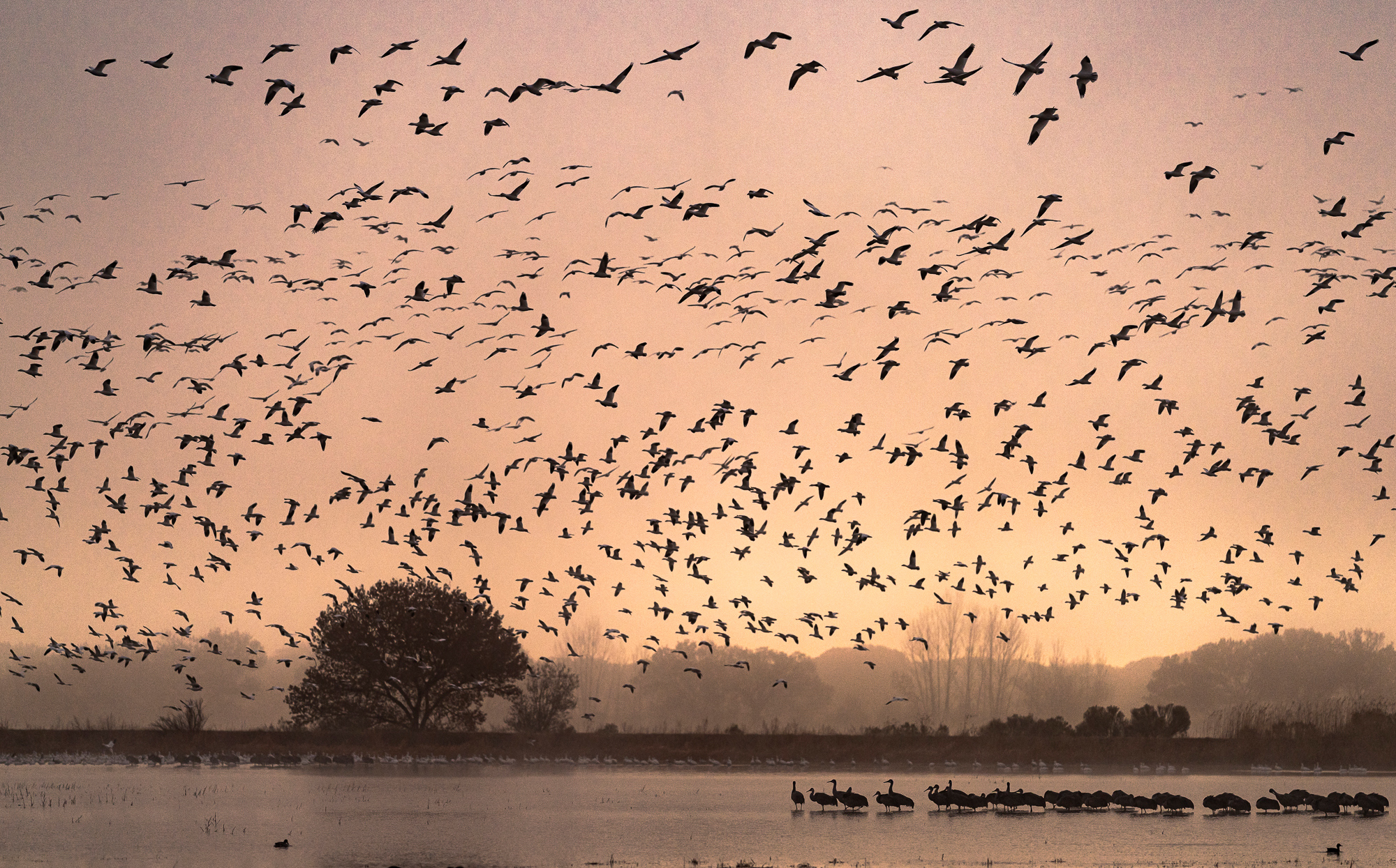 Flyoff at Sunrise, Bosque del Apache, 6:32 AM, 11/22/2019