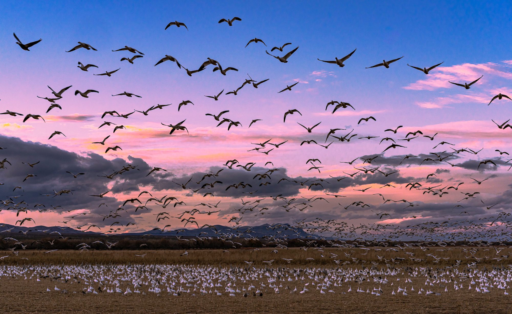 Returning to Shelter, Bosque del Apache, 4:54 PM, 11/20/2019