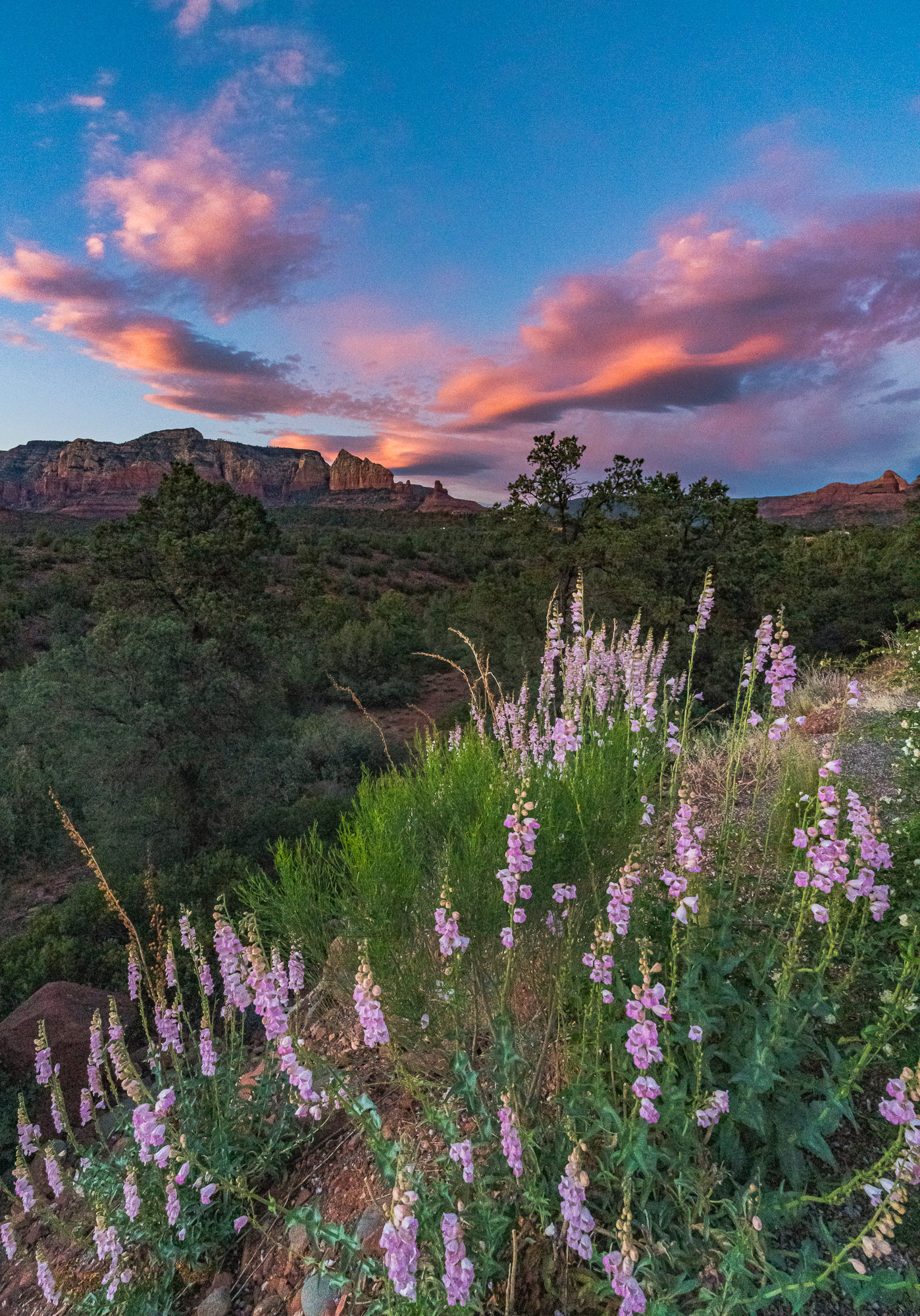 Pink Clouds & Penstemons, Sedona, 7:21 PM, 5/7/2018