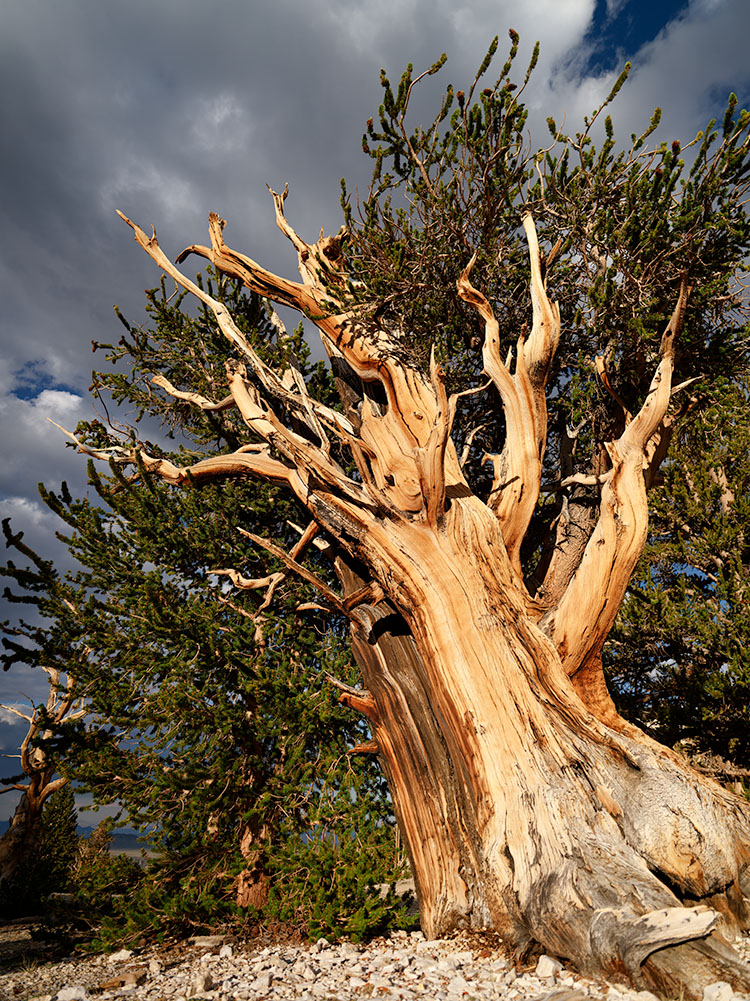 An ancient bristlecone pine is imperfect – they bear the scars of thousands of years, and sometimes live on with barely any bark leg – but that reality is why they’re so special.