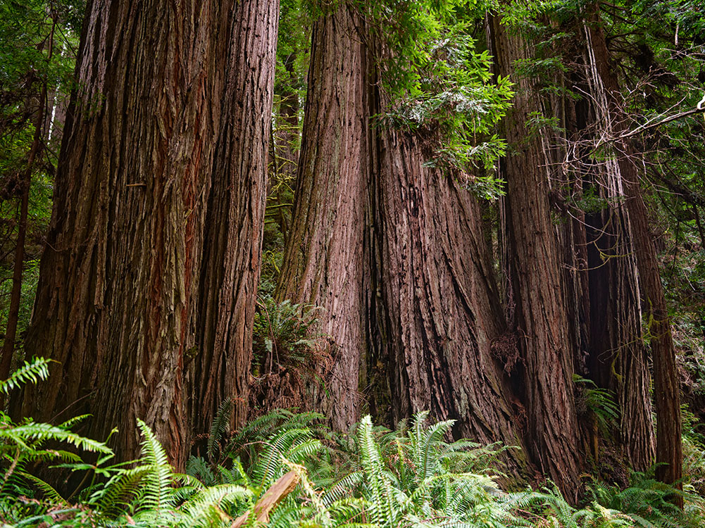 Redwood trees