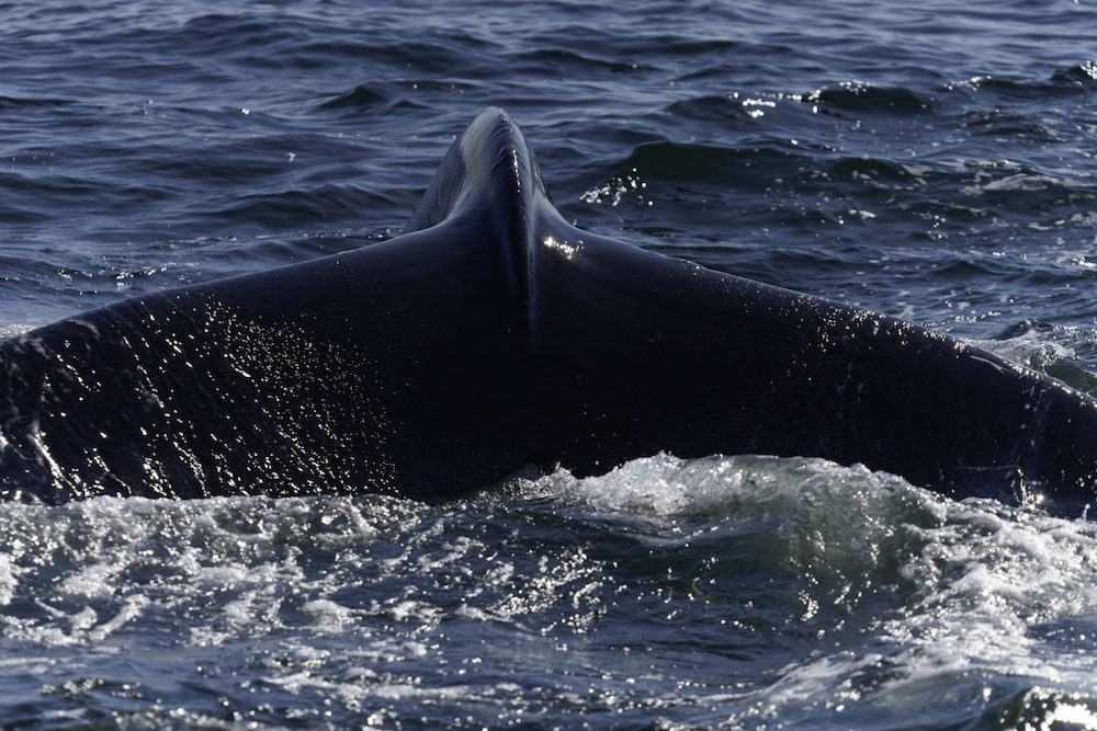 A humpback whale