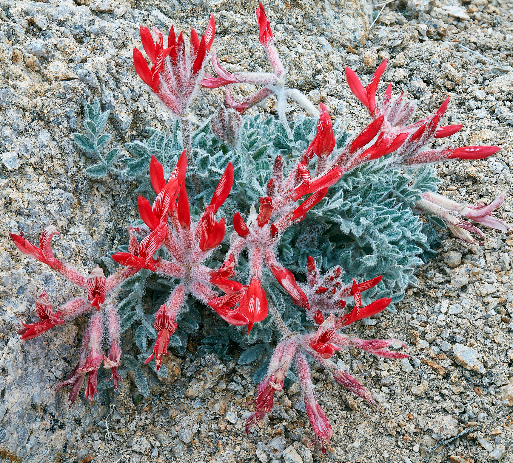 photo showing a Red and green leafed  vegetation growing in the Alabama Hills