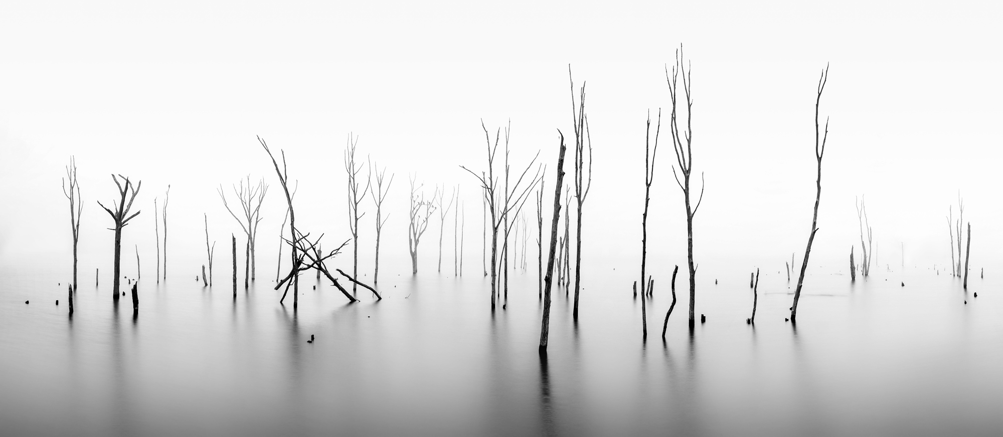 Snags photographed by Michael Greco, United States Location Details: Manasquan Reservoir, New Jersey
