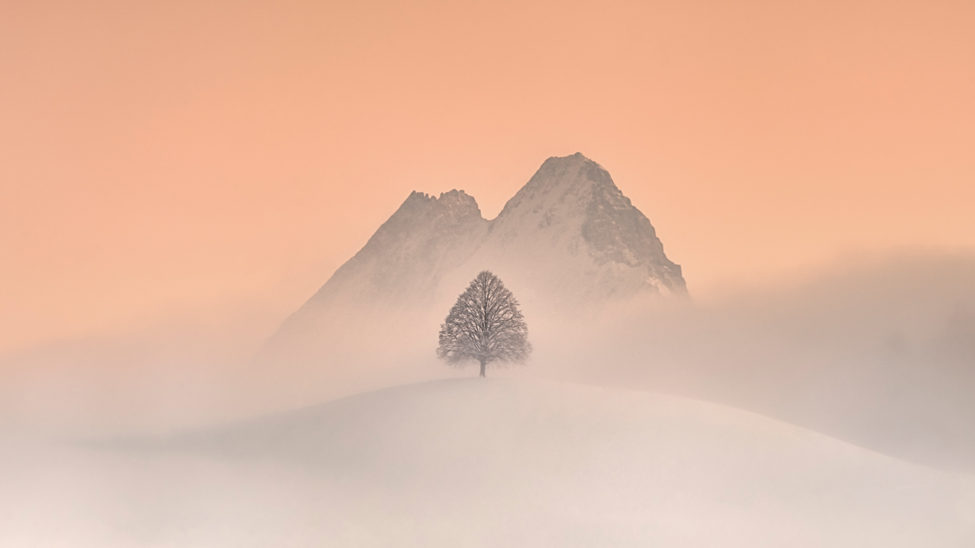 Linden tree and the Schreckhorn photographed by CŽdric Tamani, Switzerland Location Details: Sumiswald, Emmental, Switzerland