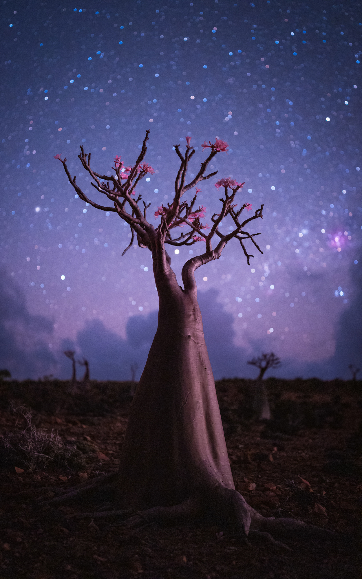 Bottle Tree Bokeh photographed by benjamin barakat, Switzerland Location Details: Socotra, Yemen
