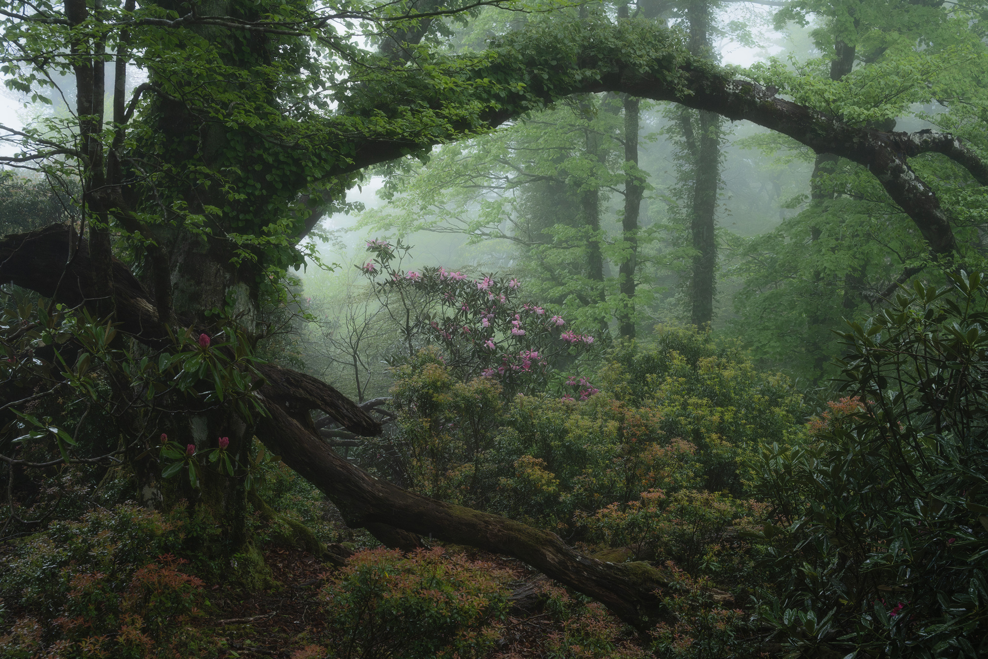 forest treasure photographed by yutaro hayashi, Japan Location Details: izu Shizuoka