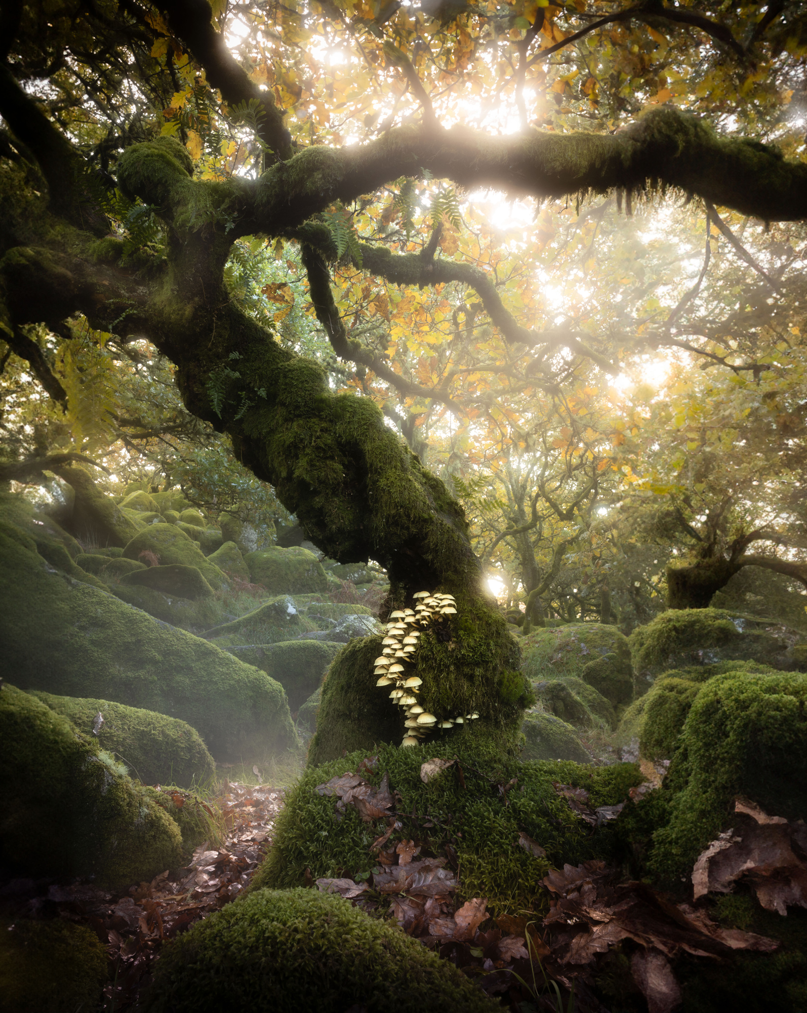 Wistmans Wood Dartmoor photographed by benjamin hawkins, United Kingdom Location Details: Dartmoor Devon