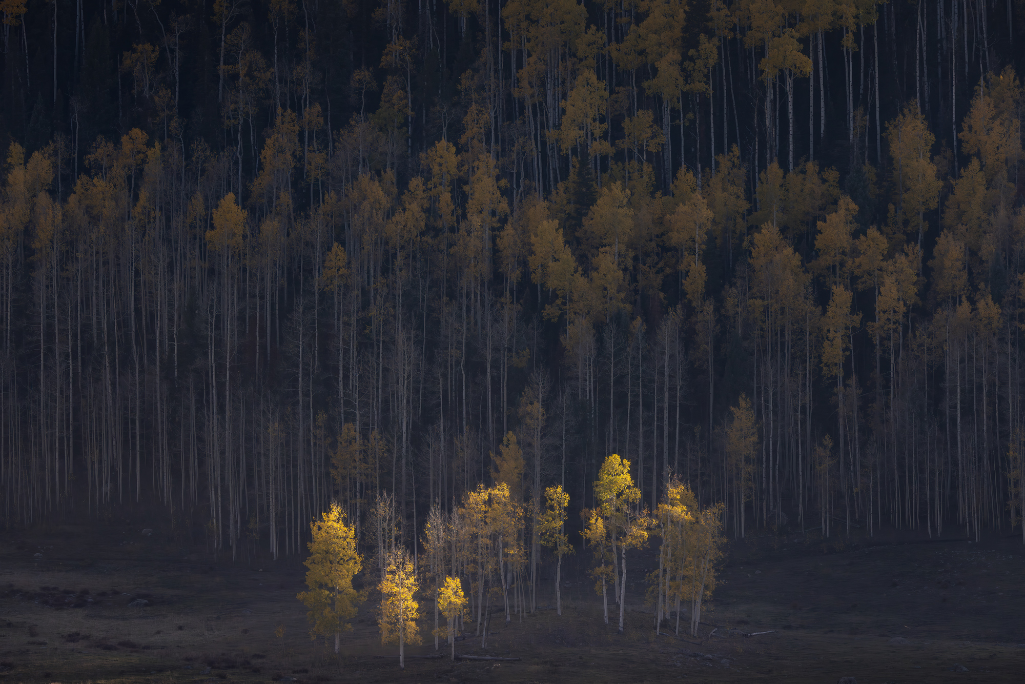 Fall Guardians photographed by John Meragias, Canada Location Details: Uncompahgre National Forest, Colorado, USA