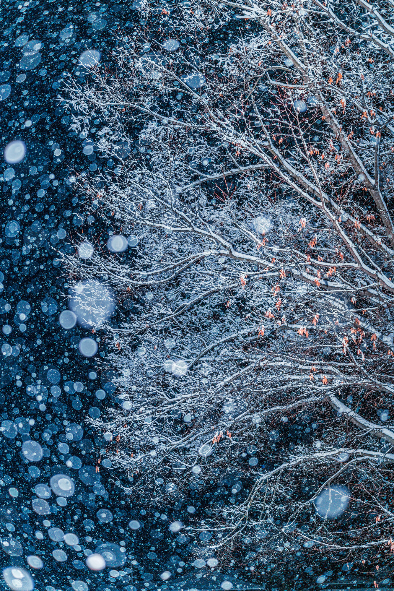Winter Story photographed by Takahashi Hiroto, Japan Location Details: Japan Yamagatapref Yamagatashi Senami