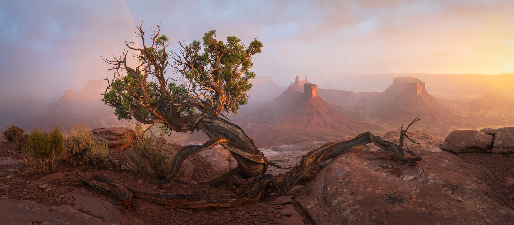 Uprooted photographed by Nickolas Warner, United States Location Details: Moab, UT