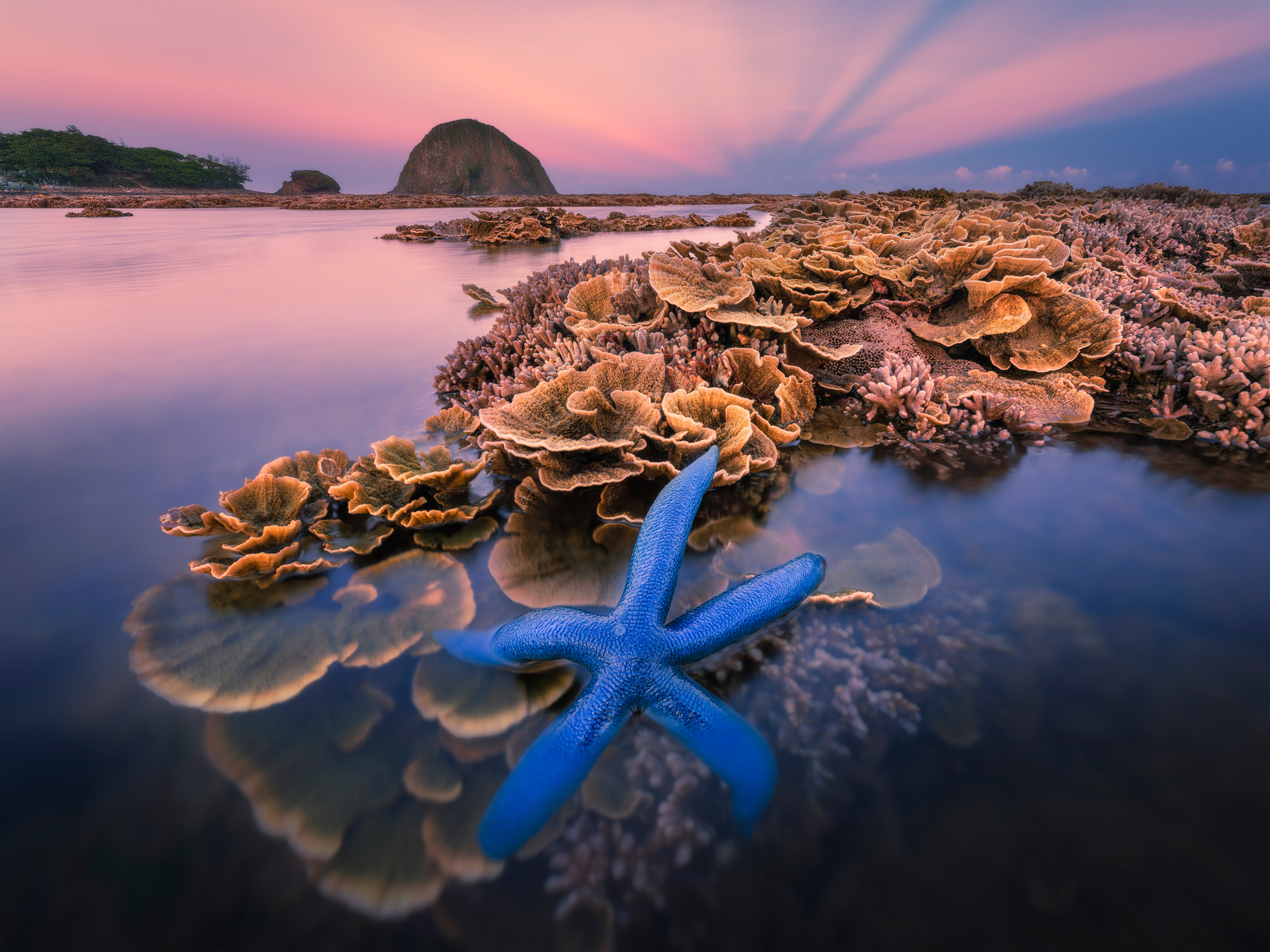 Flower garden of the sea photographed by Nhan Cao Ky, Vietnam Location Details: Hon Yen, Phu Yen province, Vietnam