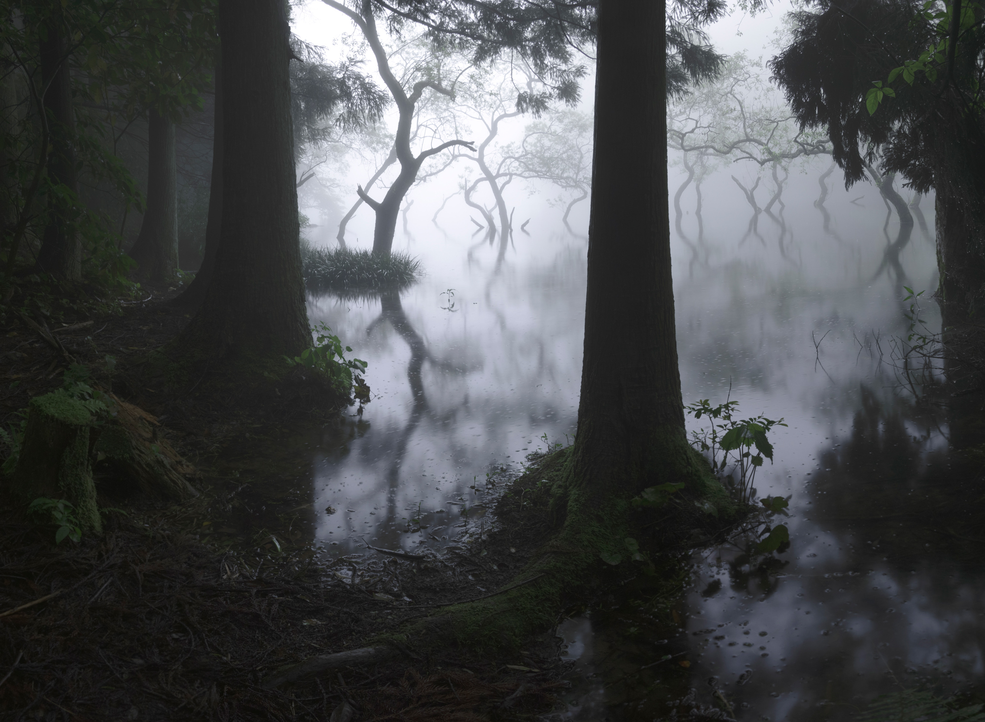 foggy forest photographed by Nao Negishi, Japan Location Details: Fukuoka Prefecture, Japan.