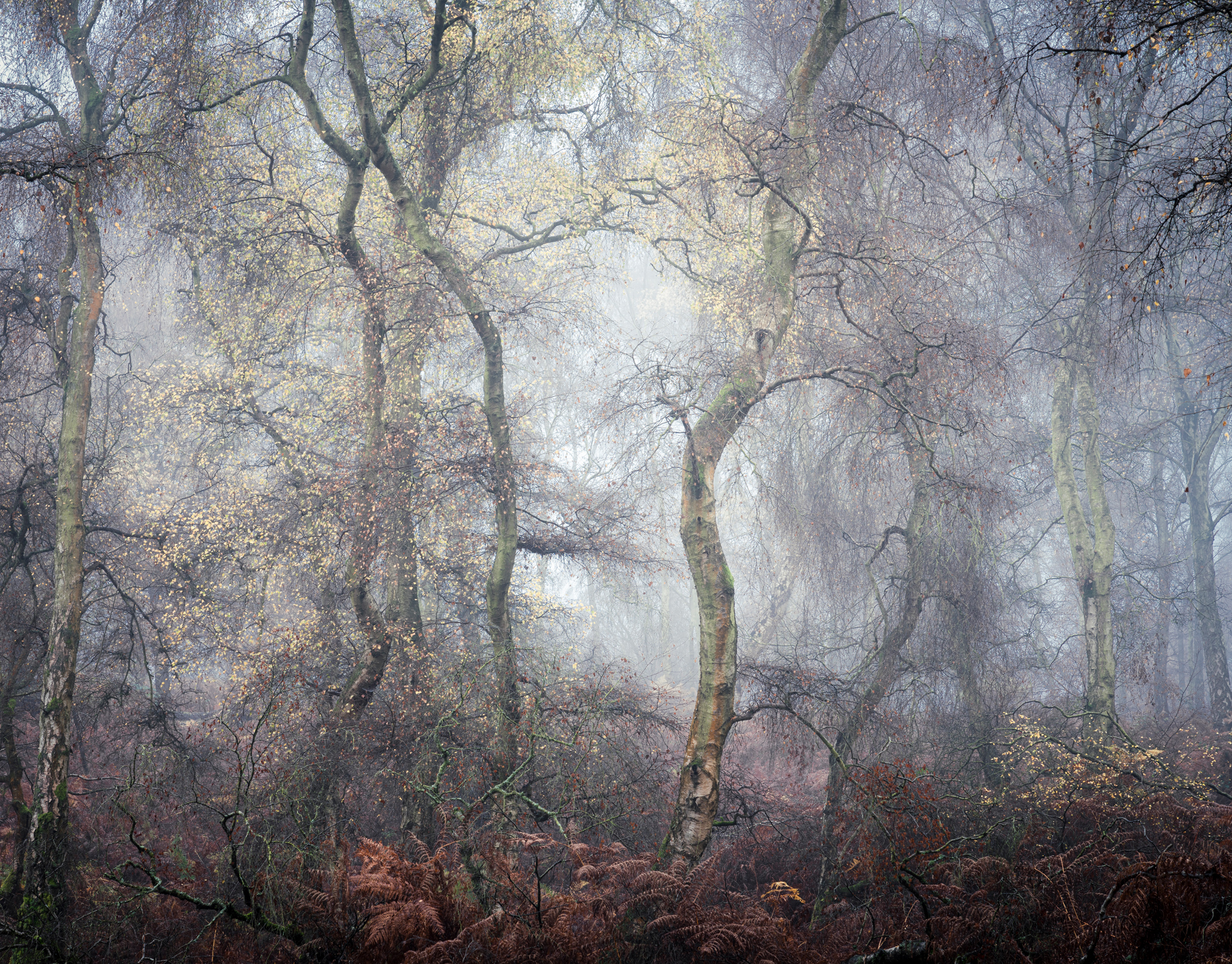 Birch Study photographed by eli Pascall-Willis, United Kingdom Location Details: Cannock Chase, Staffordshire, England