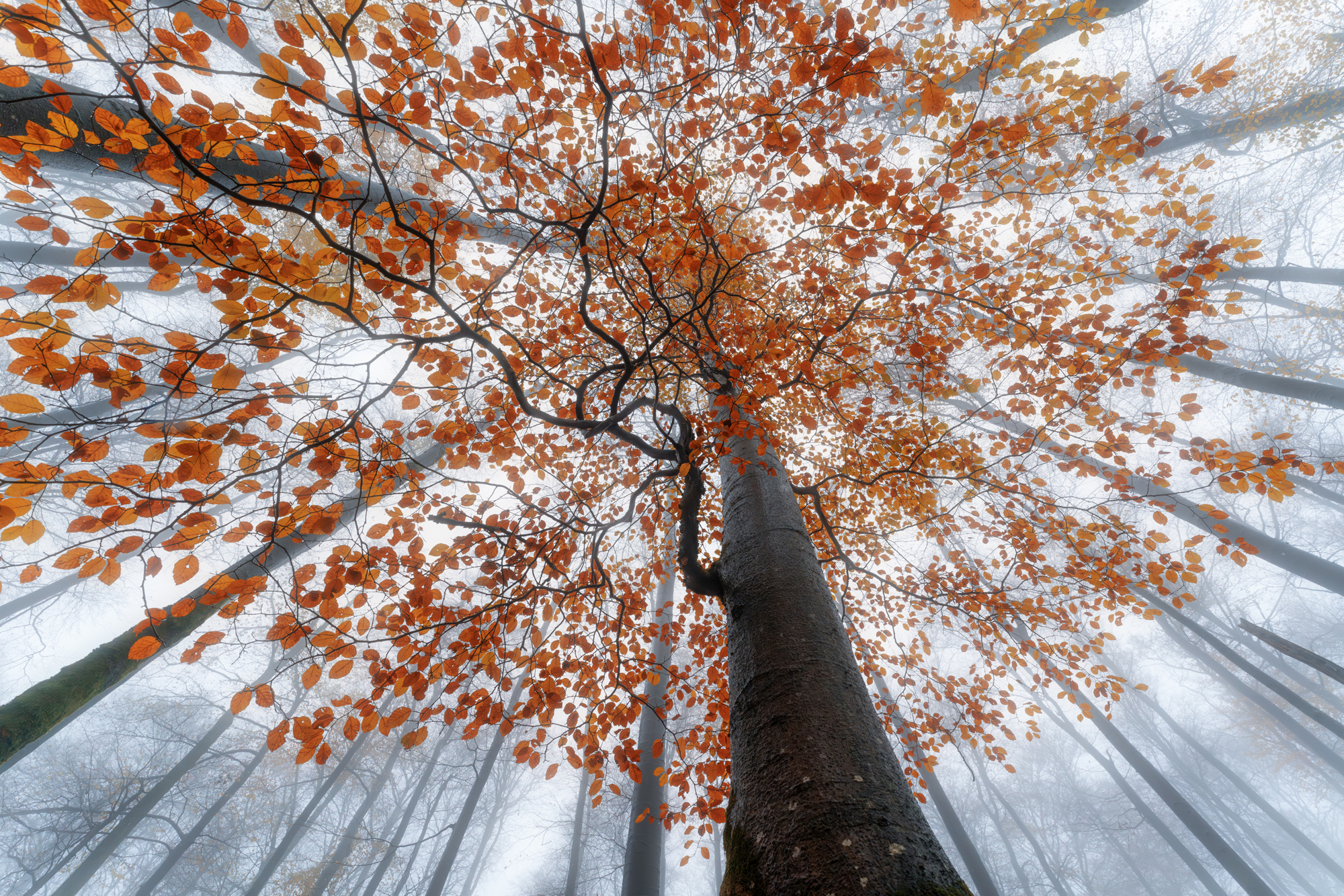 Still photographed by Markus Albert, Germany Location Details: Biosphere reserve Rhoen/Germany.