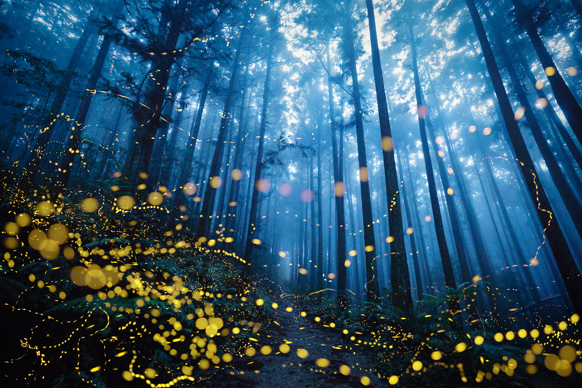Fireflies flying photographed by Shirley Wung, Taiwan (Greater China) Location Details: Wufeng Township, Hsinchu, Taiwan