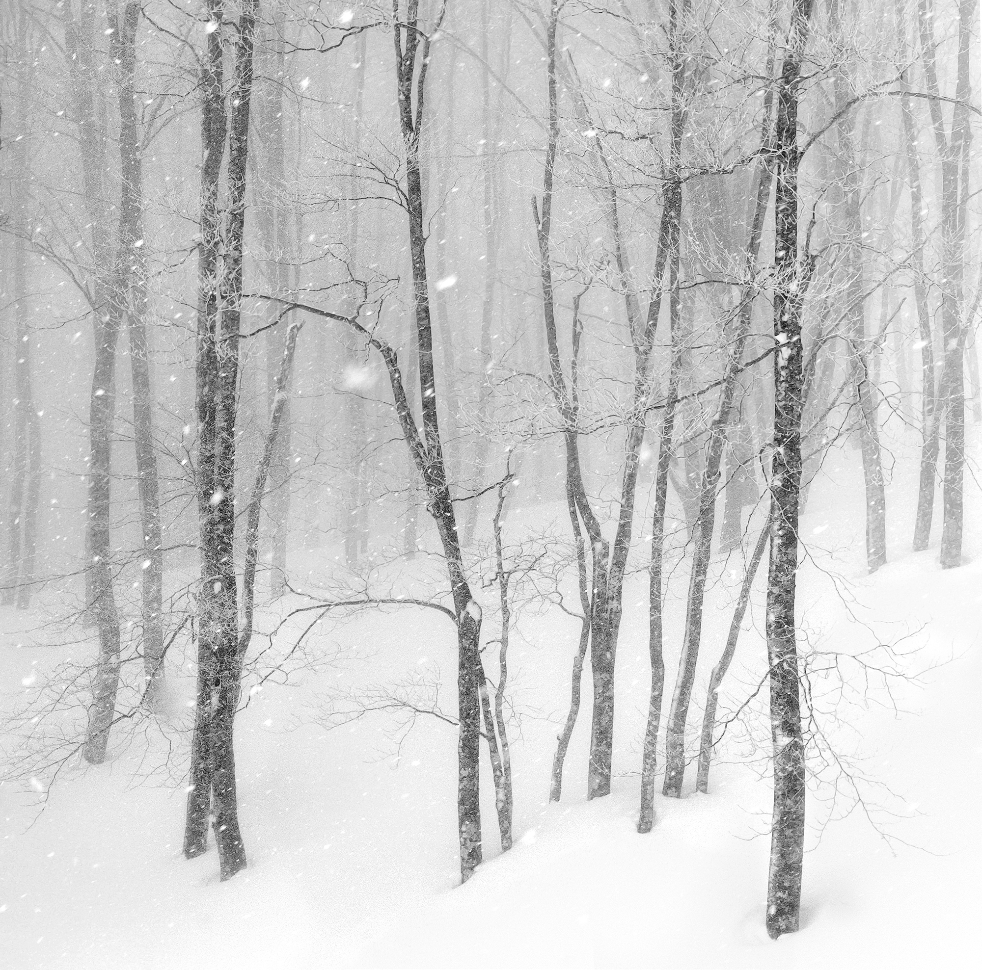 Winter Wonderland photographed by Frances Suter, Australia Location Details: Myoko, Japan