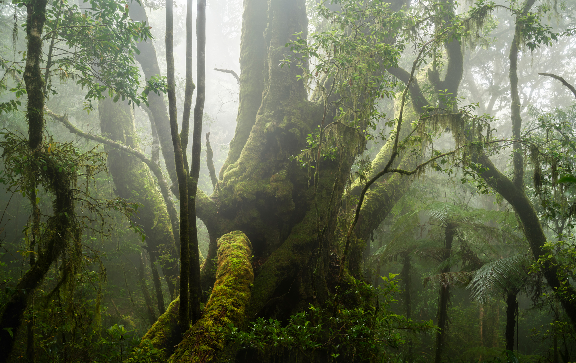 King of the Forest photographed by Julien Parrot, Australia Location Details: Lamington National Park, South East Queensland
