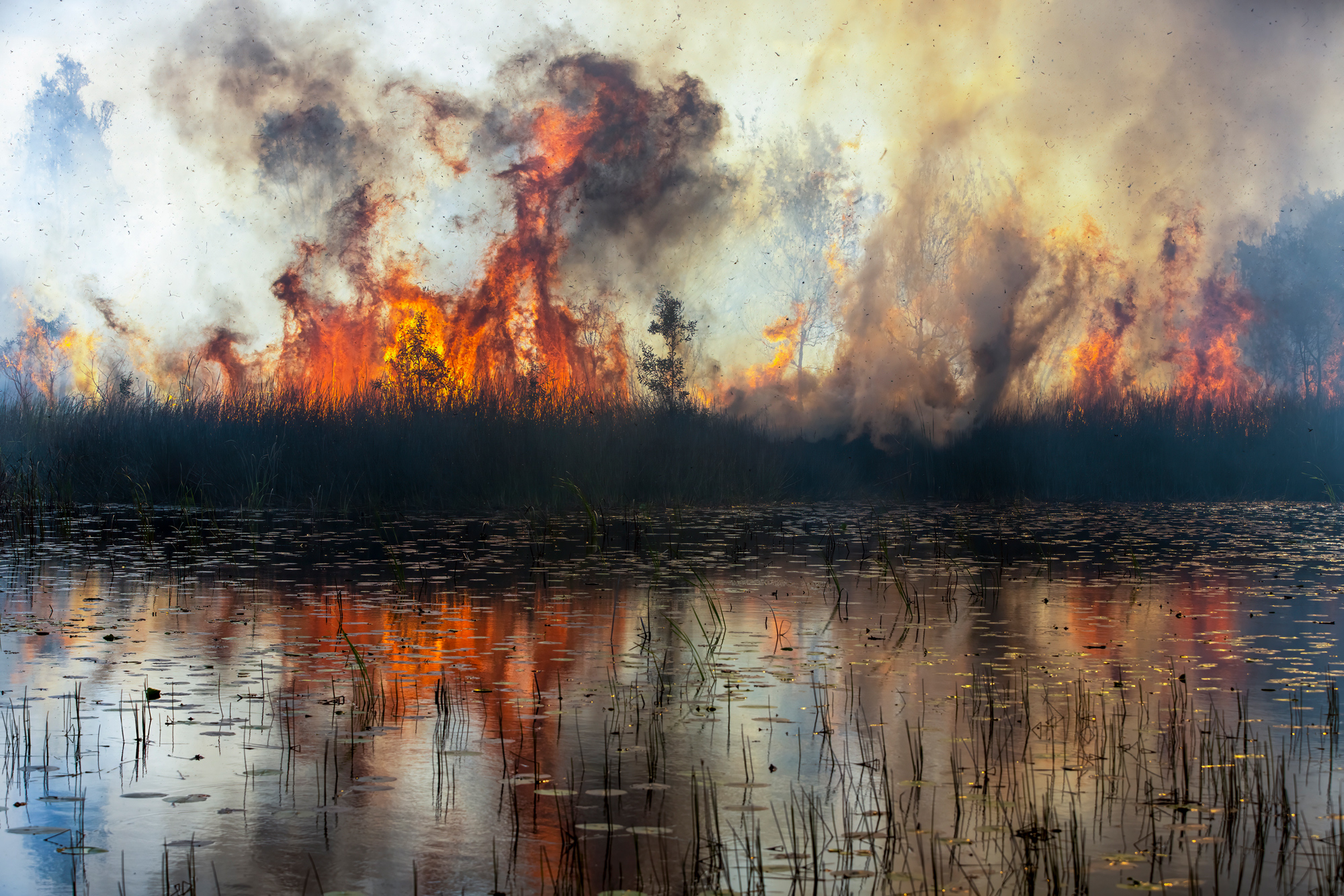 Flames#5 photographed by Peter Meyer, Australia Location Details: K'gari (Fraser Island) Queensland, Australia