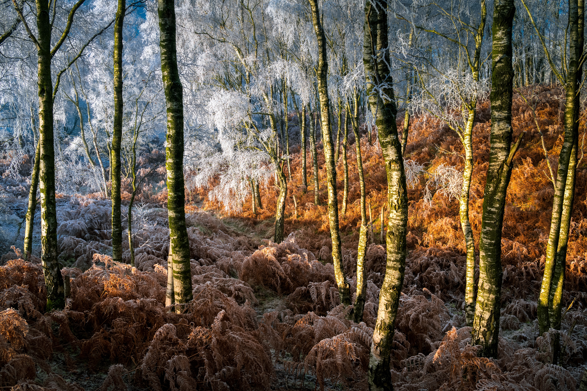 Contrasts photographed by Stuart McGlennon, United Kingdom Location Details: Eden Valley, Cumbria, UK