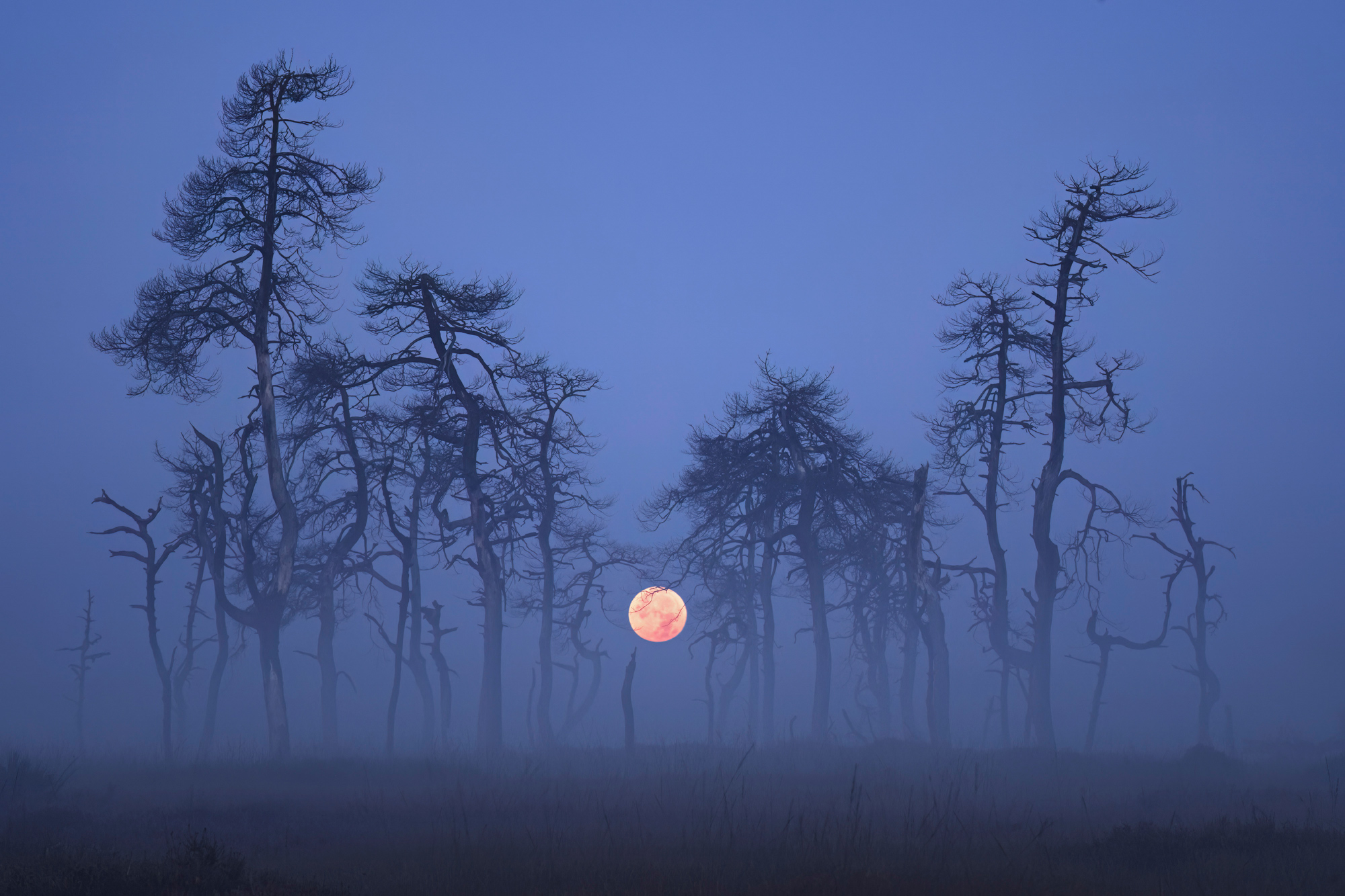 The Moon Dancers photographed by Kilian Schšnberger, Germany Location Details: Hautes Fagnes, Belgium