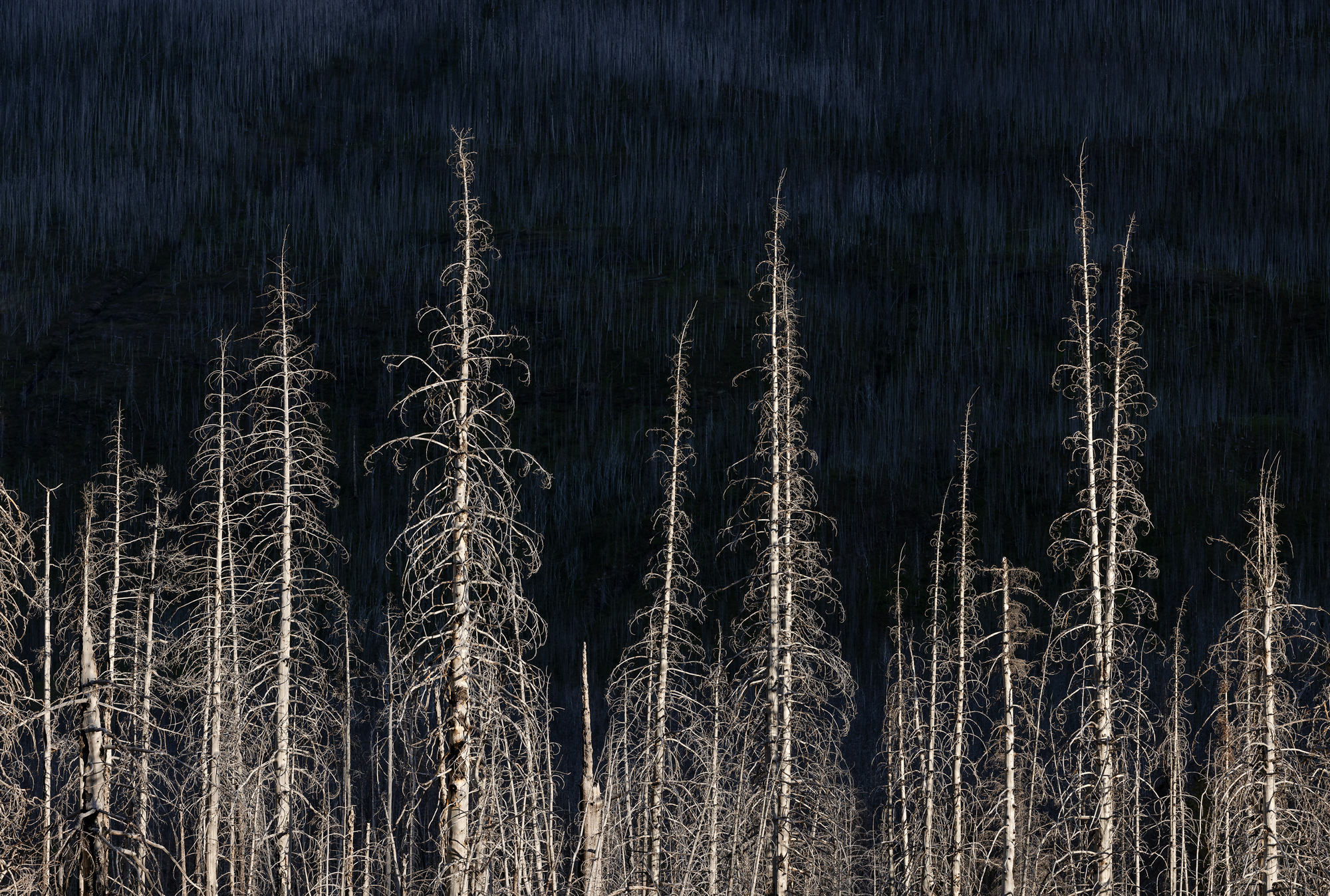 Burned trees photographed by Andrew Mielzynski, Canada Location Details: Waterton Lakes National Park, Alberta, Canada