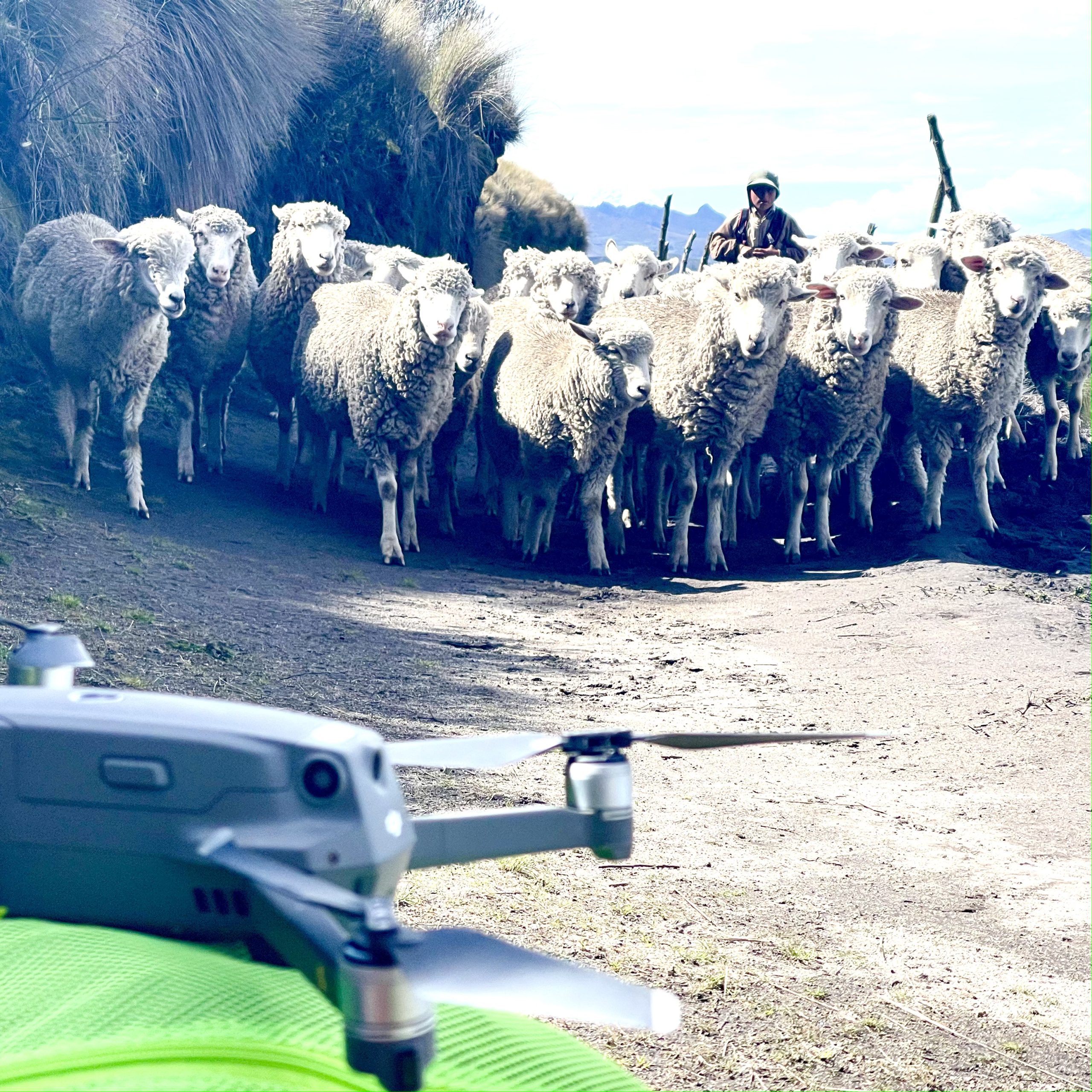 Drone shot of sheep in the Andes curiously looking at landed wonder