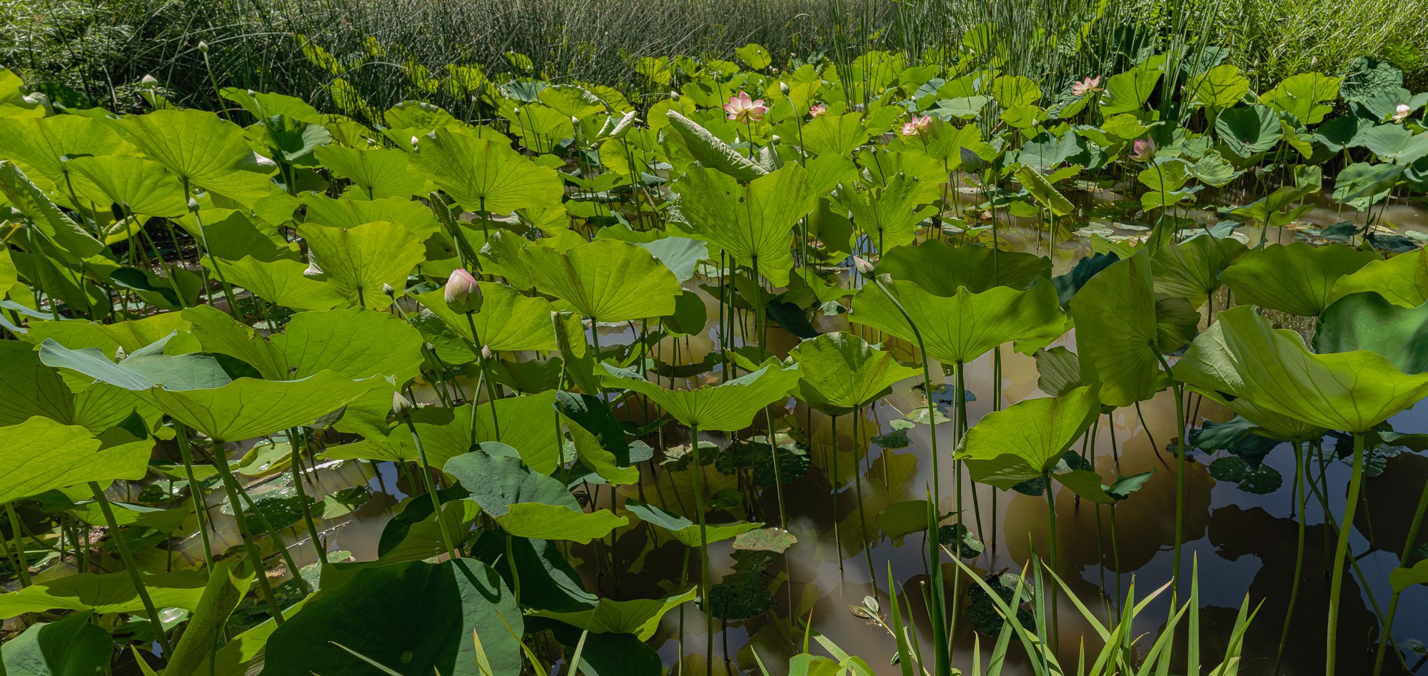 Backlit Lotus leaves and blooms rise above the water
