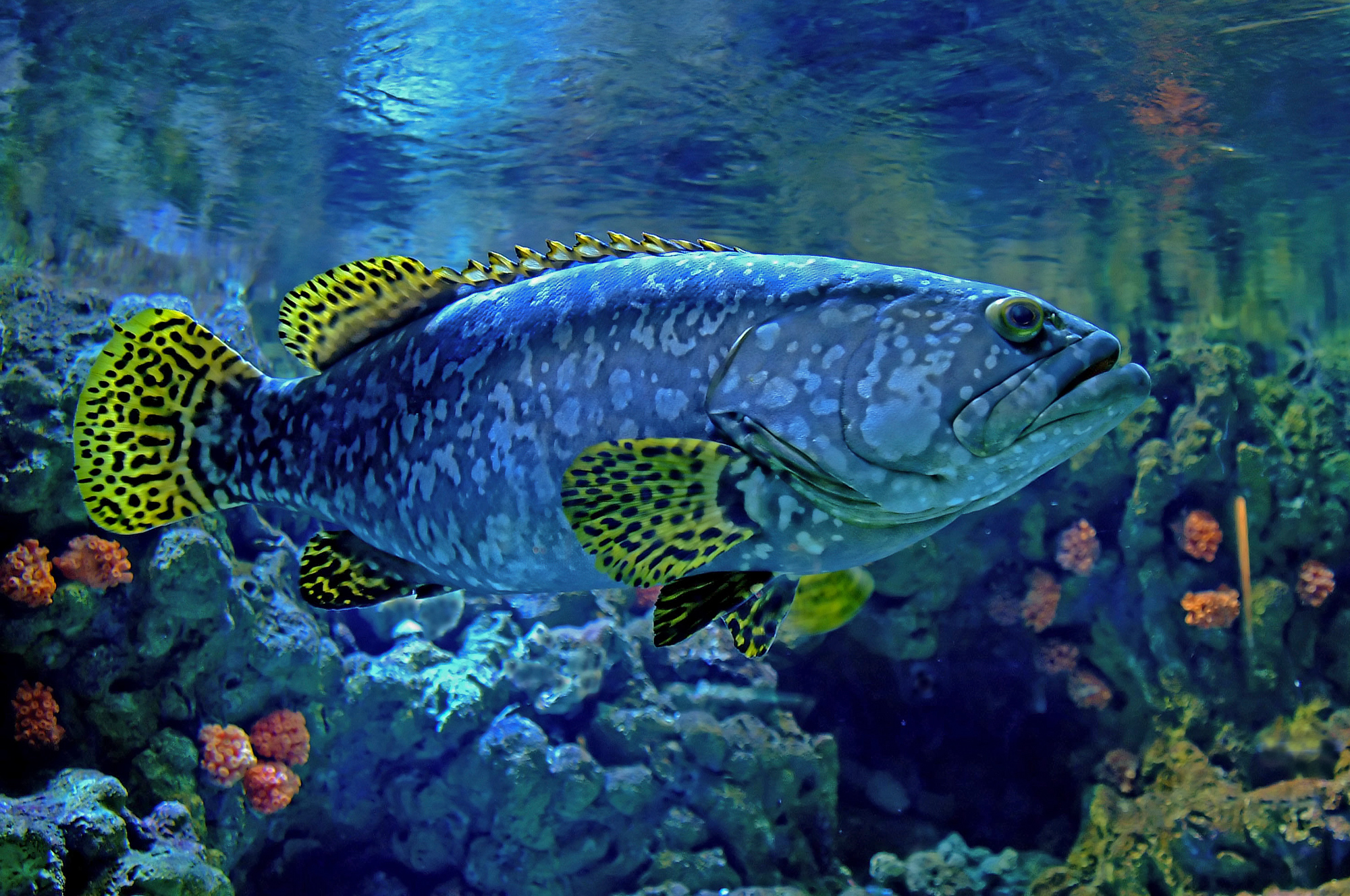 Don’t know this fishes name; but he sure is pretty!
