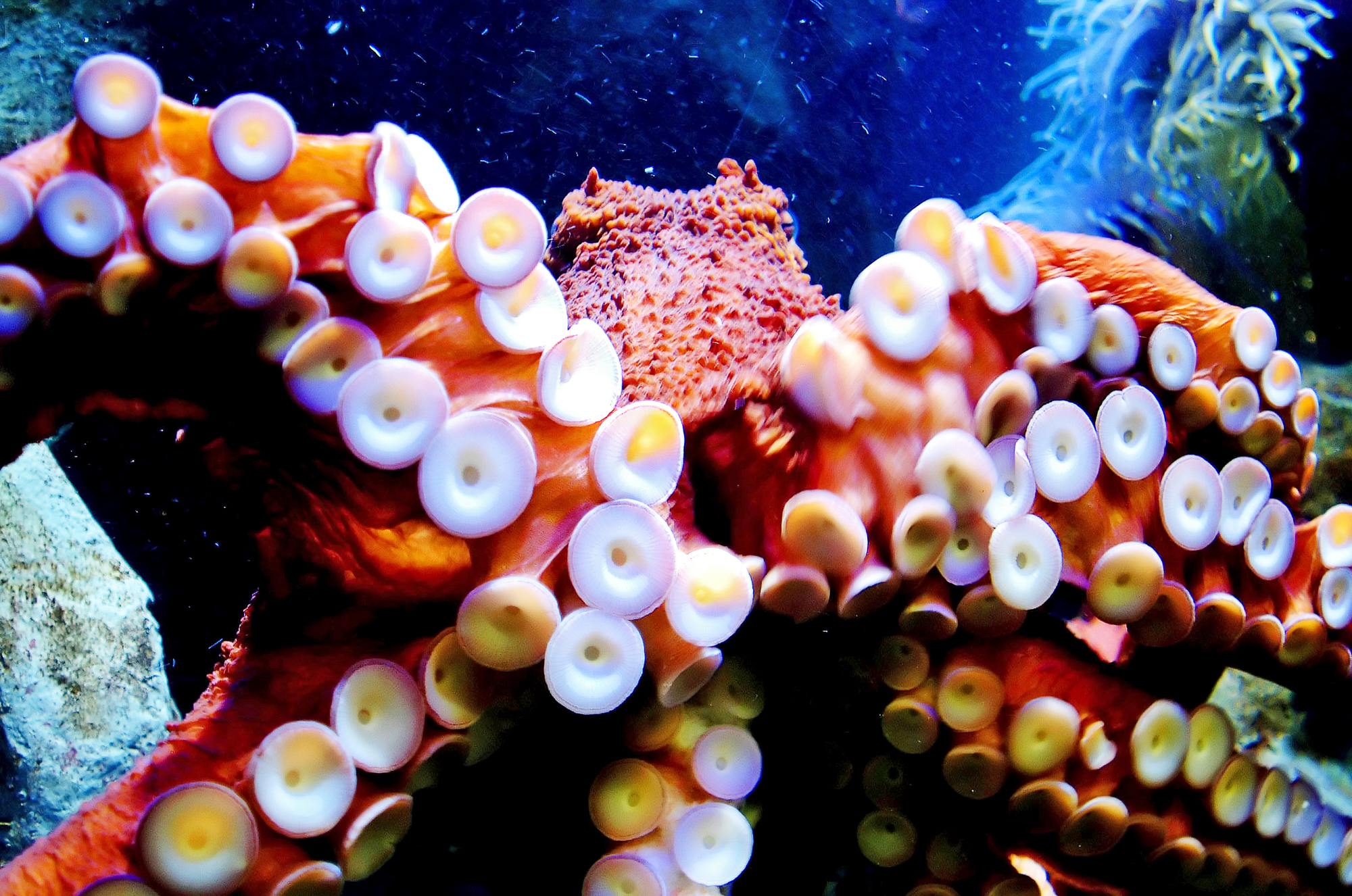 Octopus turned red because I ignored him?