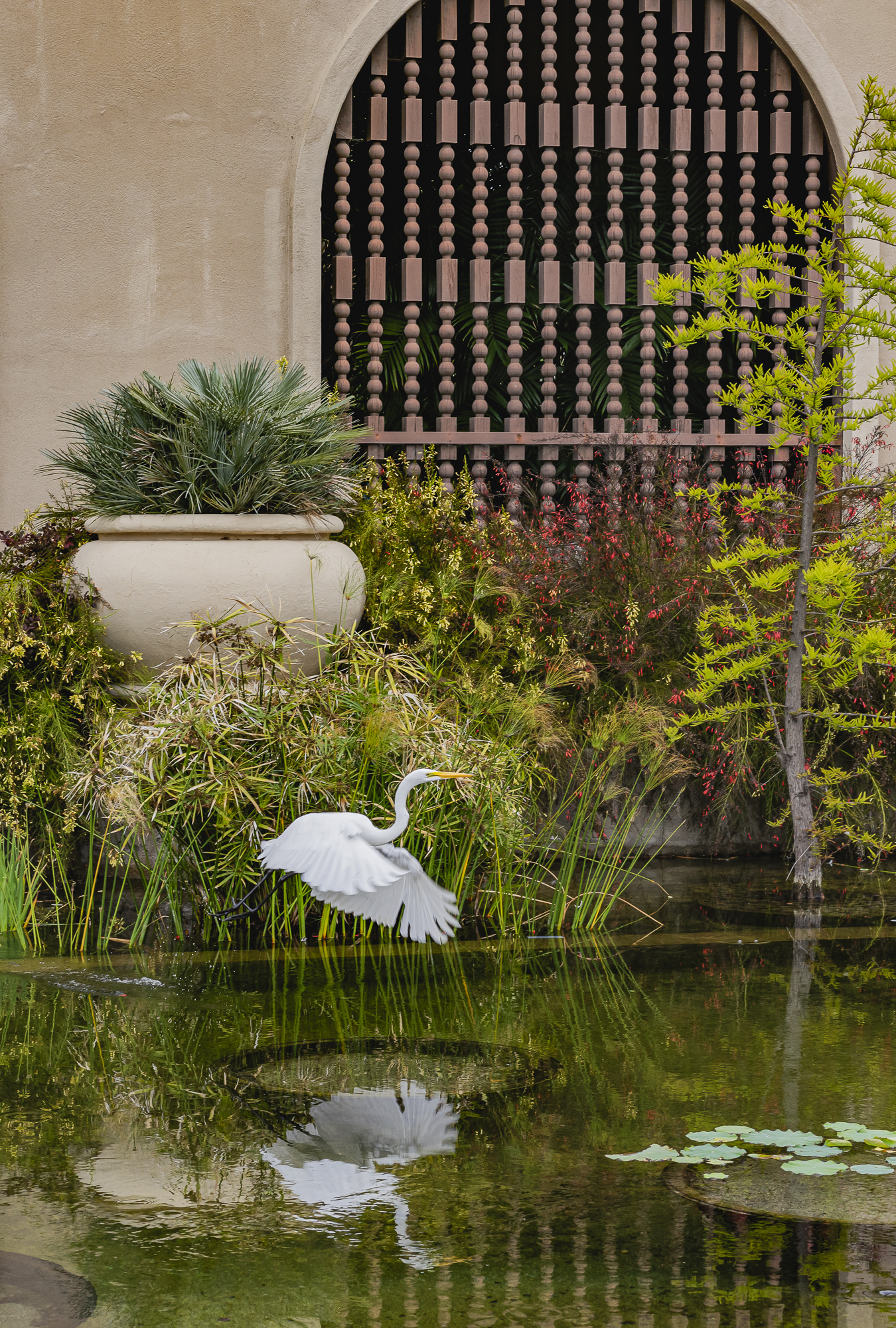 Checking out a pond in front of the Botanical Building