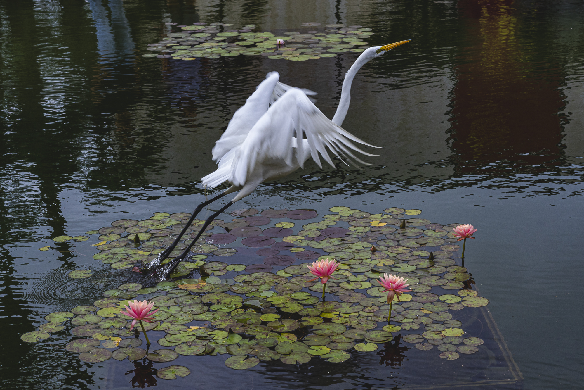 Not much in the Koi Pond either