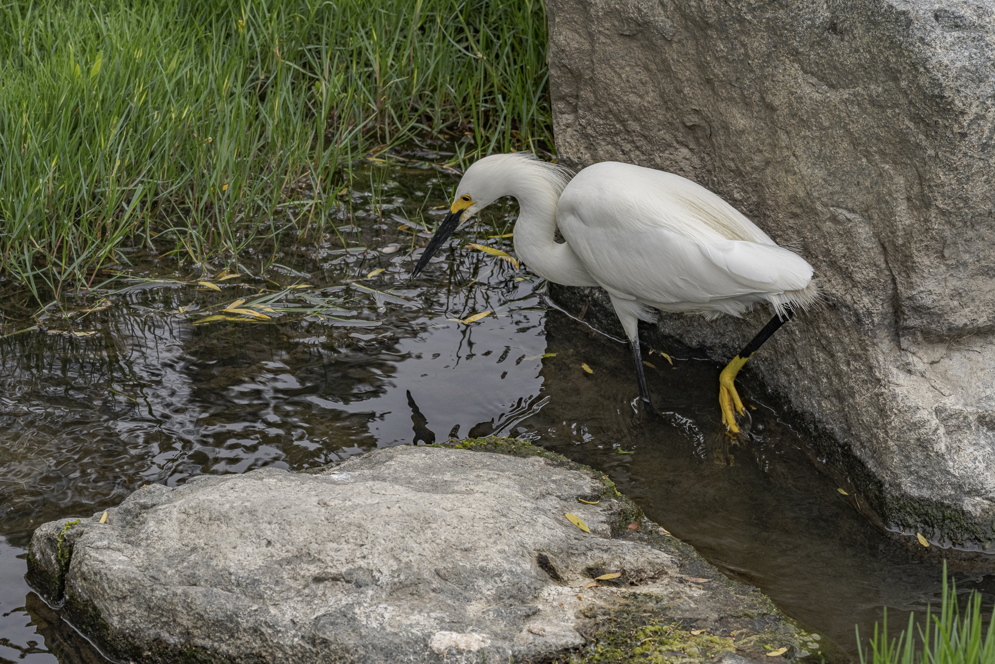 Egret at Laguna Niguel Regional Park