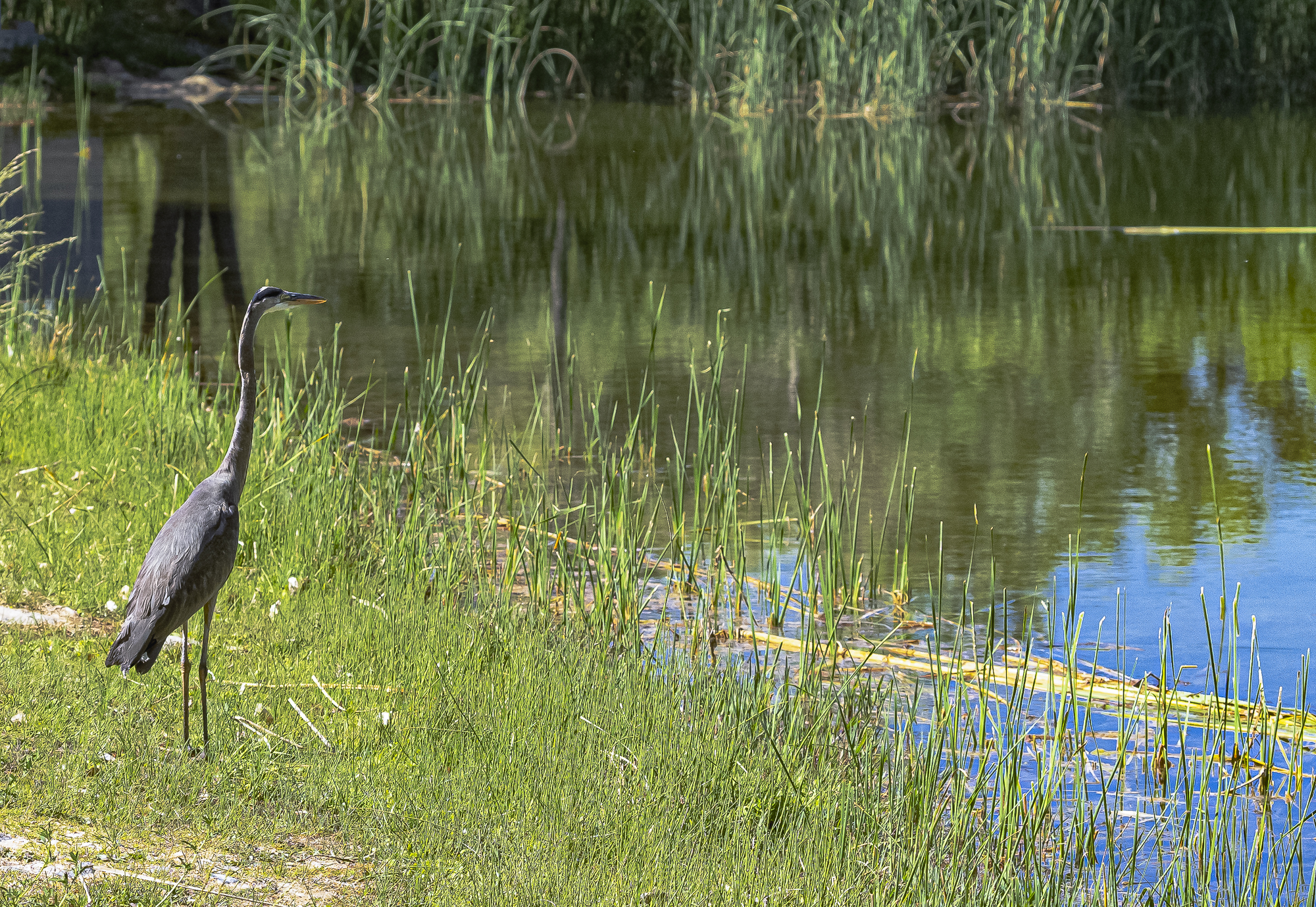 Blue Heron, Dead Horse Ranch State Park, Cottonwood, AZ]