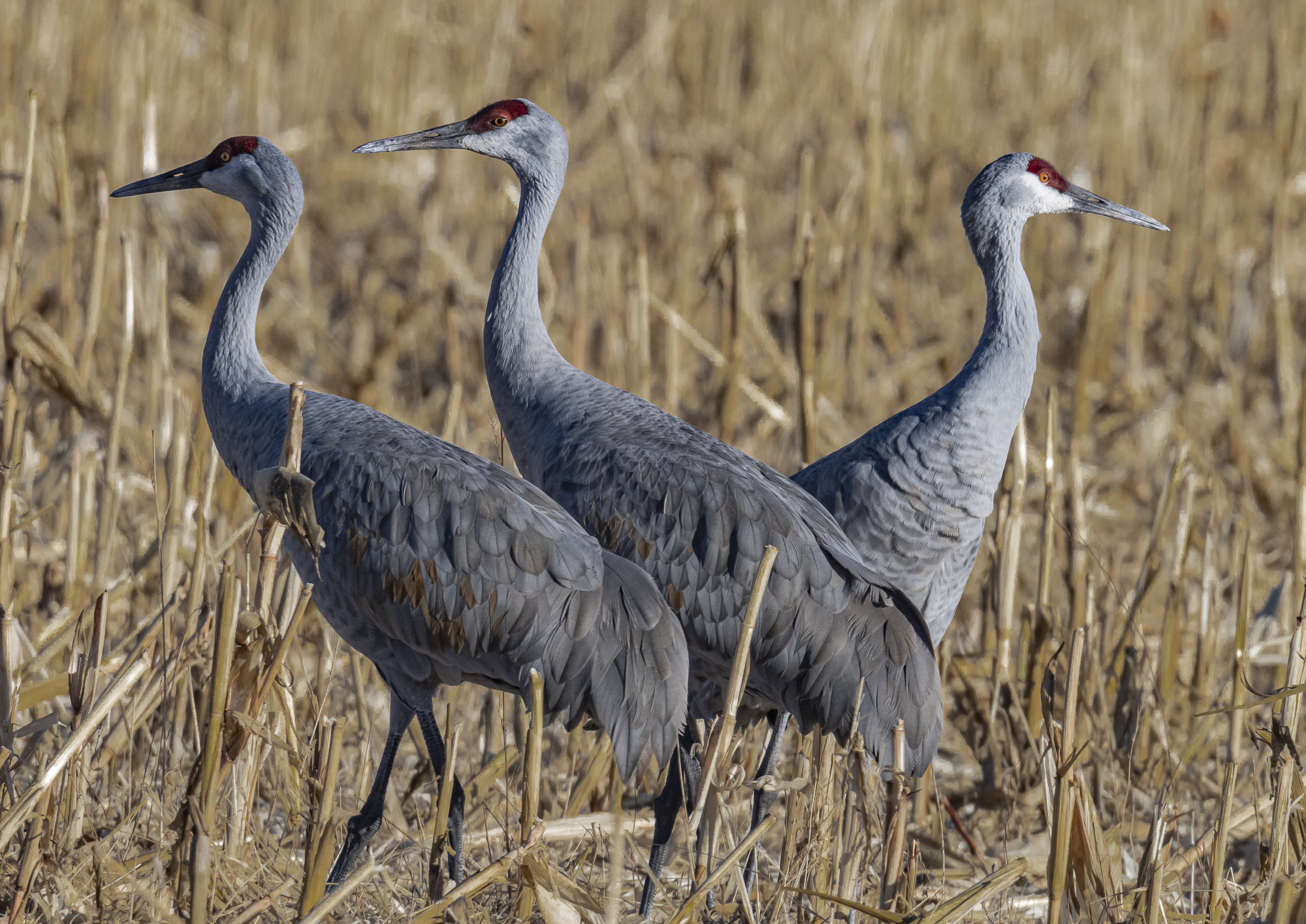 Sandhill Cranes wintering in Albuquerque, NM