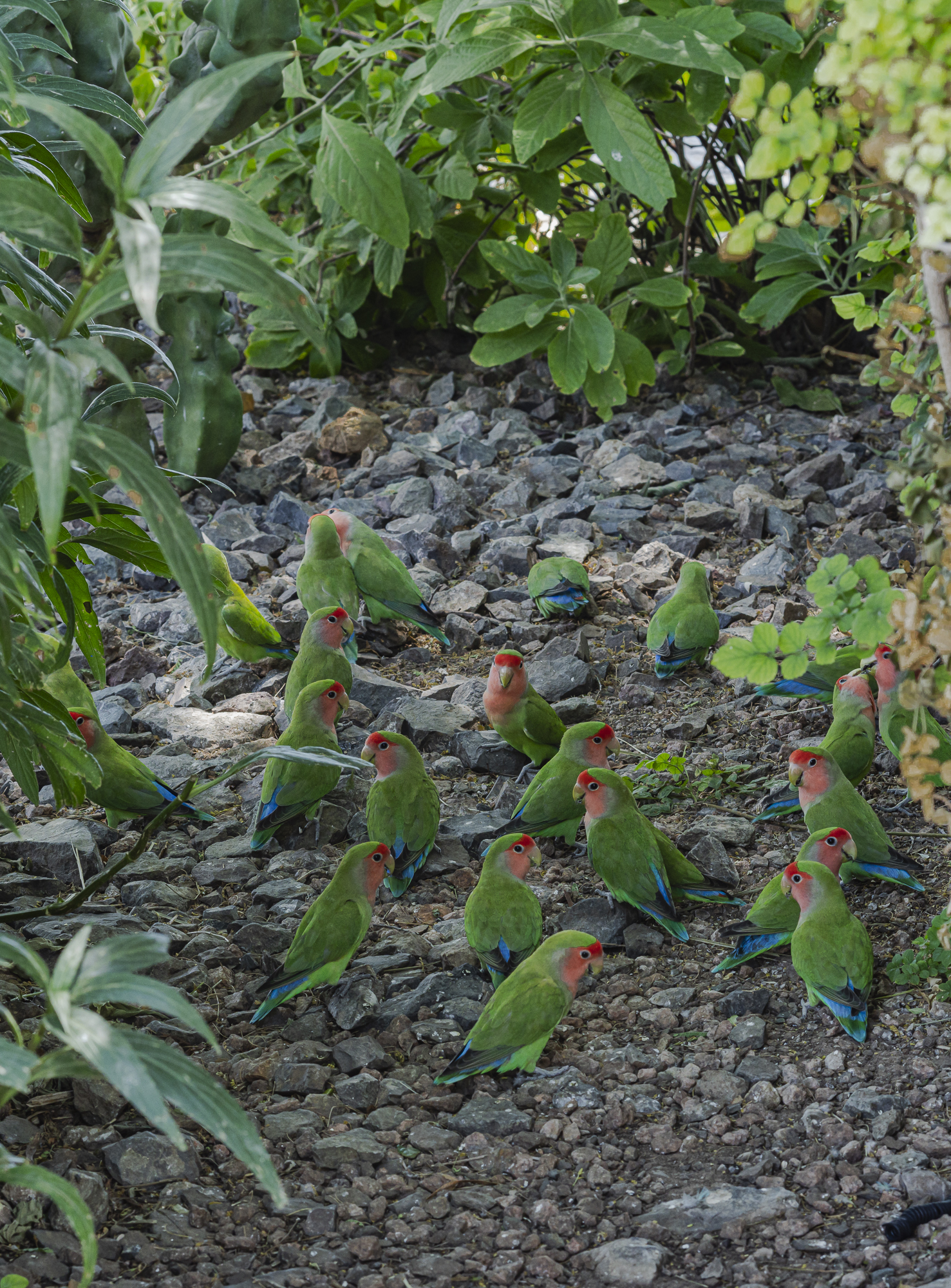 Peach-Cheeked Lovebirds Taking over the Sonoran Desert