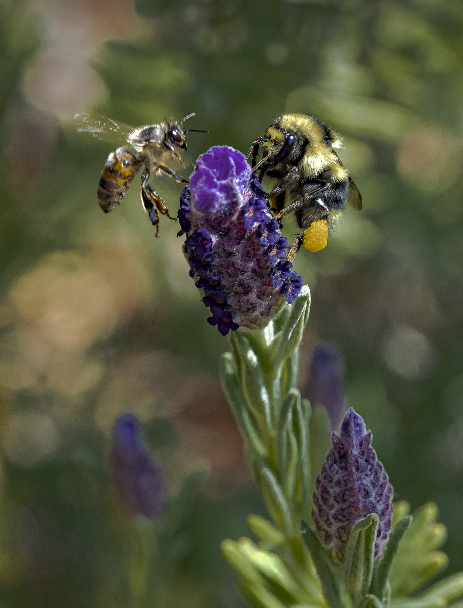 Honeybee the moment it reversed course