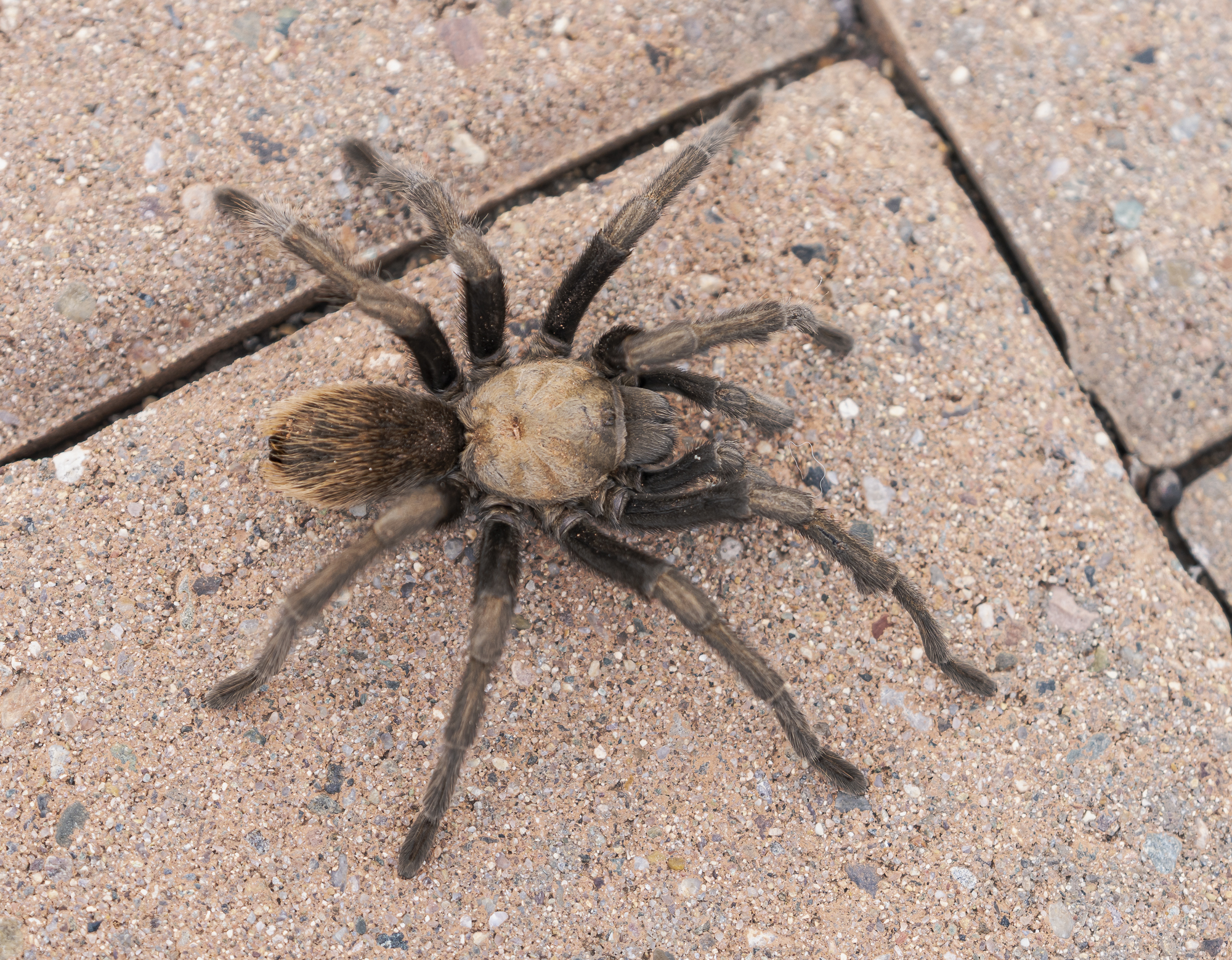 Tarantula poses for me while out looking for a meal