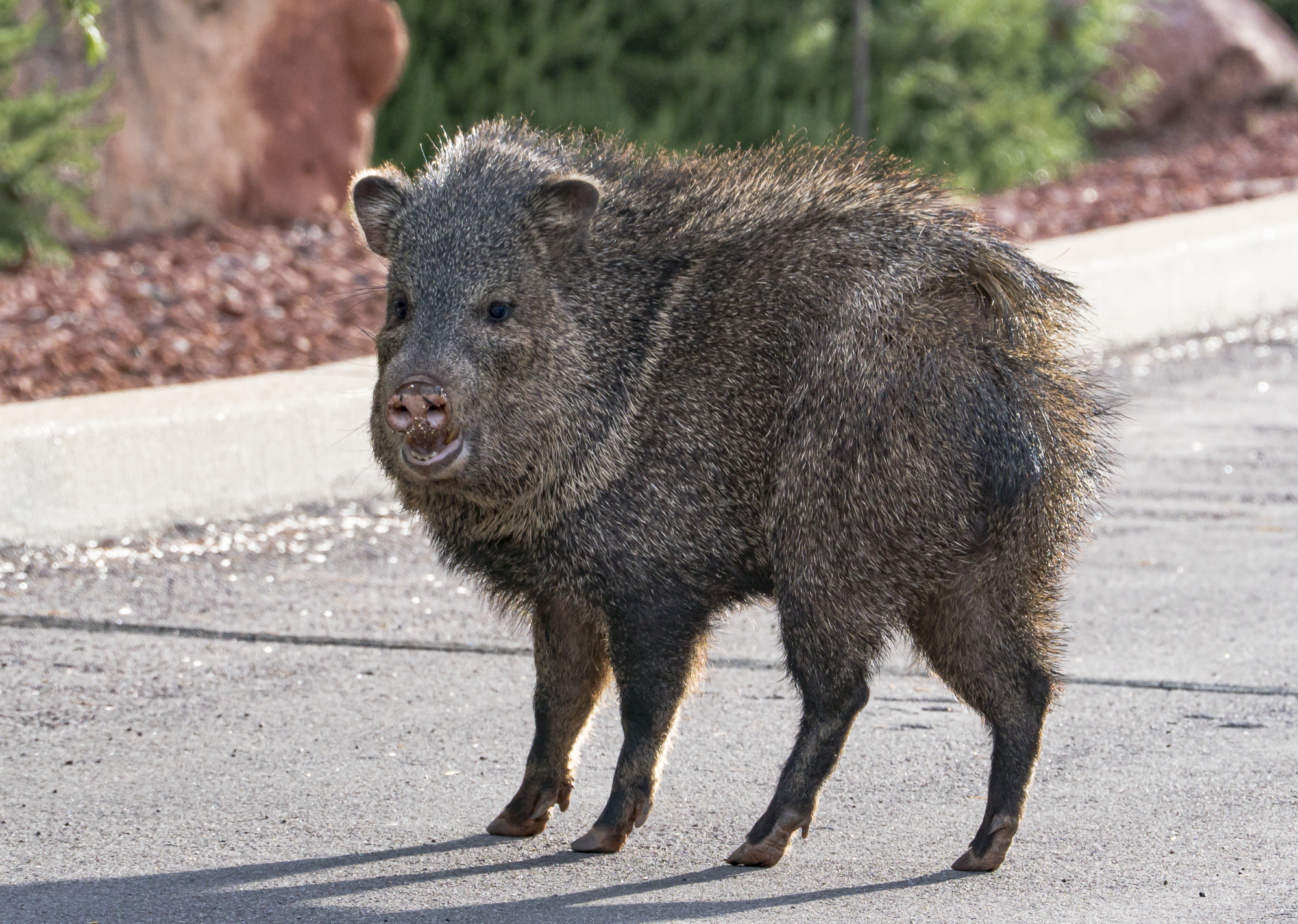 Male Javelina guards his mate as she eats a neighbor’s flowers