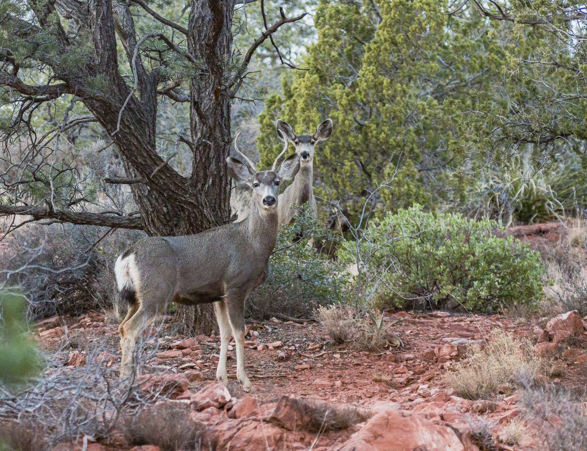 Young Stag and Doe pose for me