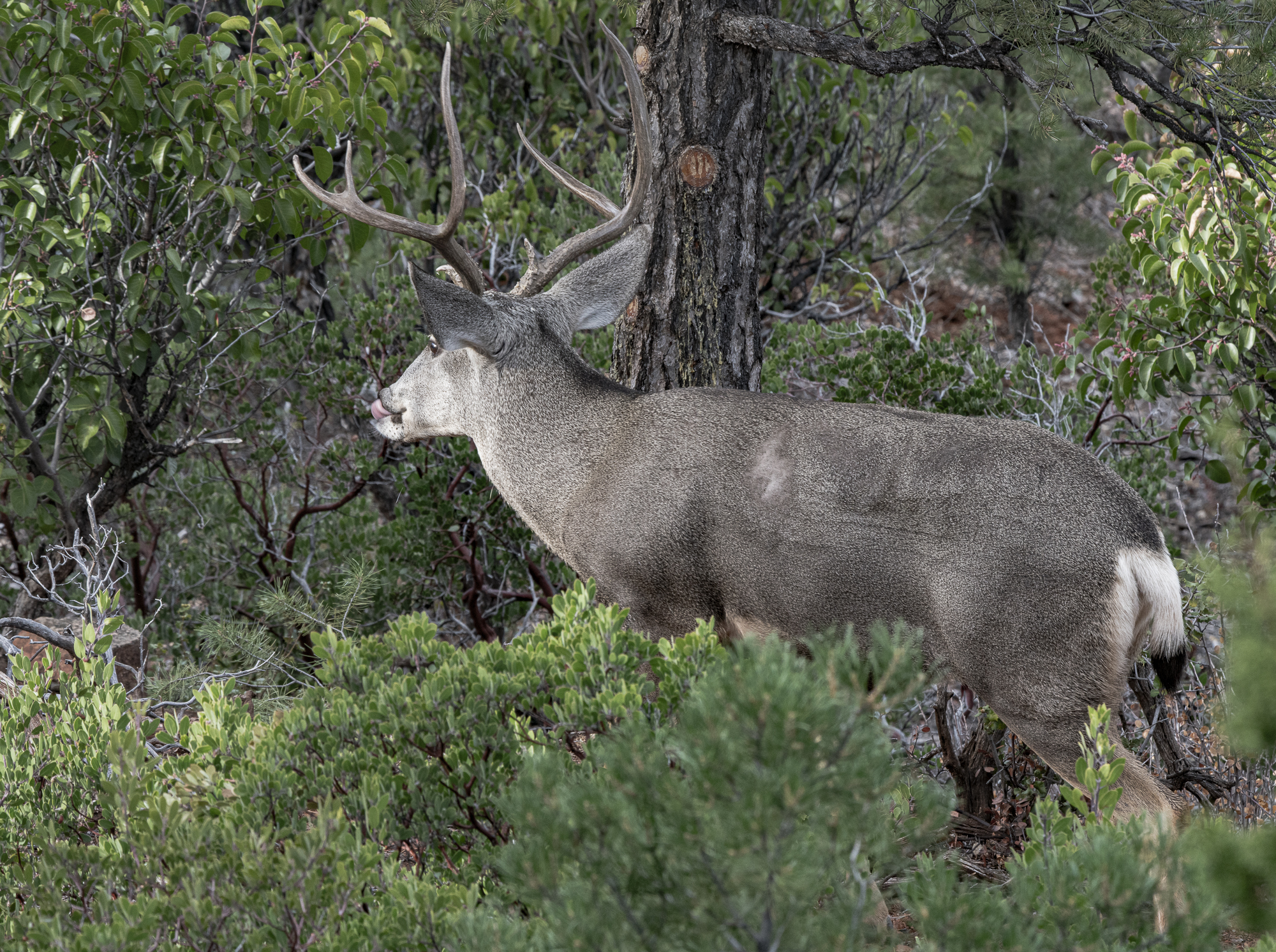 Large stag follows scent of his doe by tasting the air