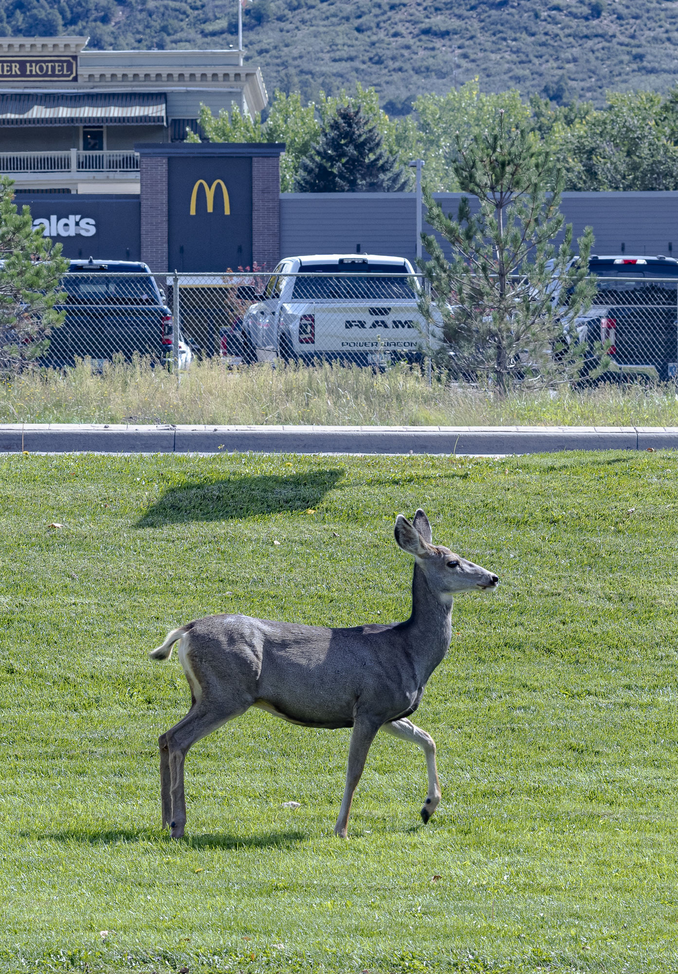 Oh, she’s on her way back from MacDonalds!