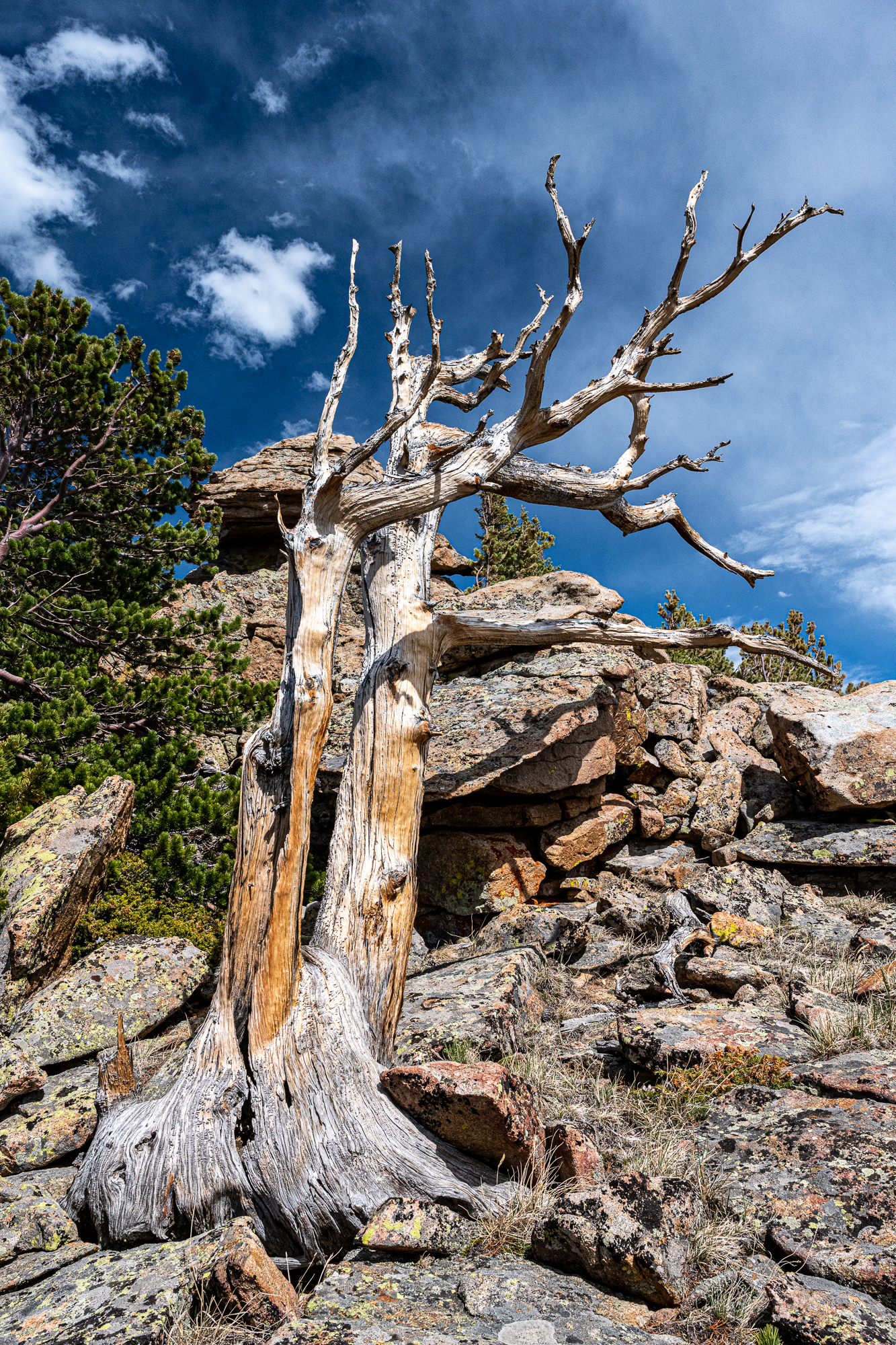 RMNP
