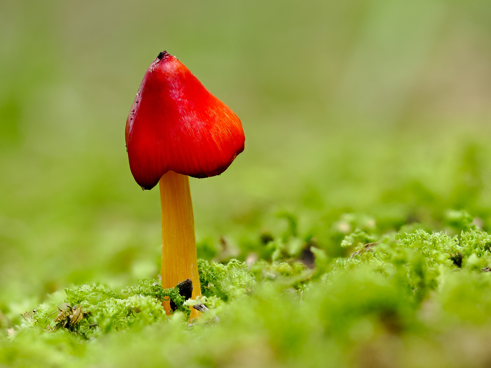 Red-capped Mushroom, species unknown, Ontario.