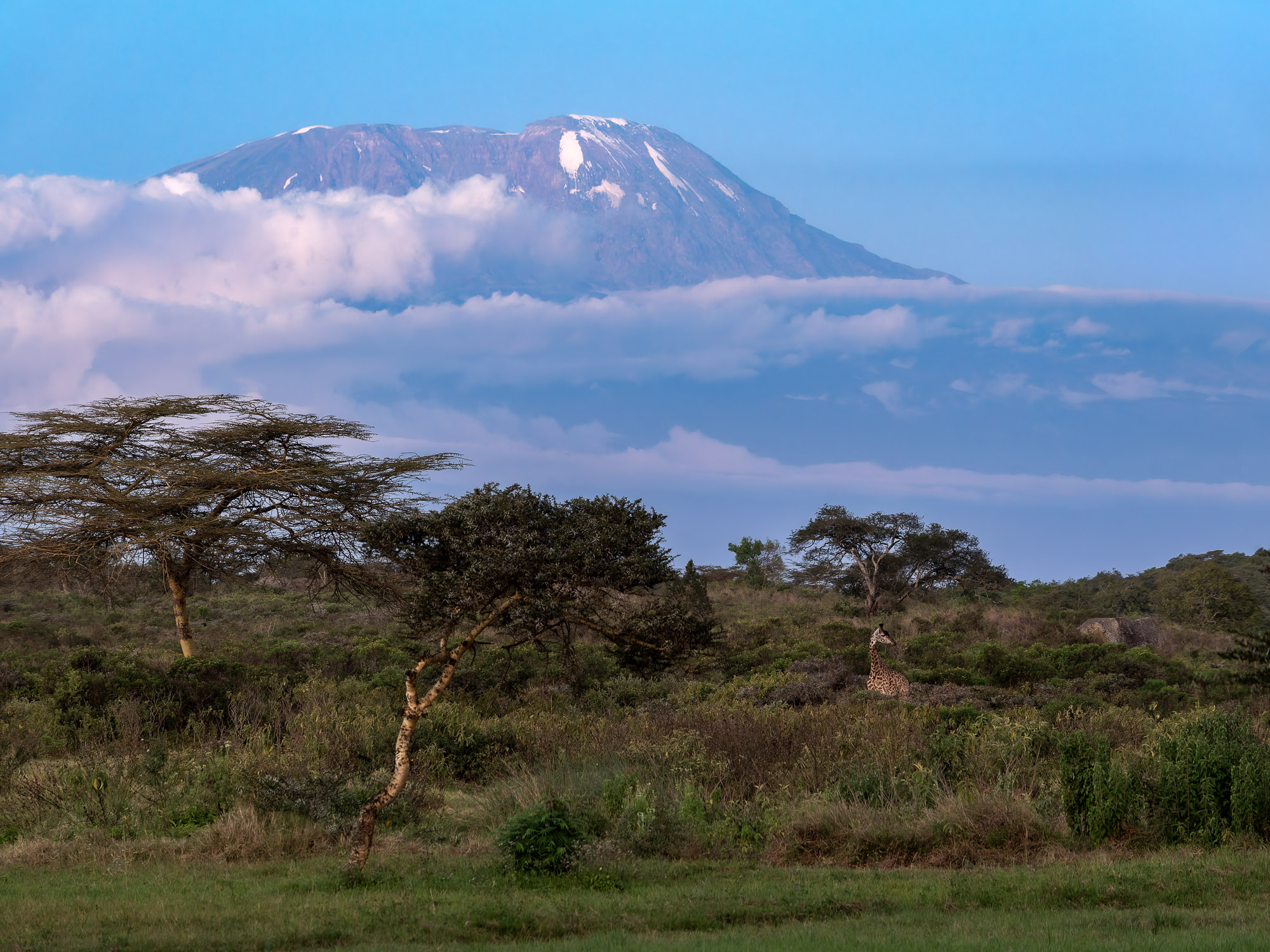 Kilimanjaro Blues.