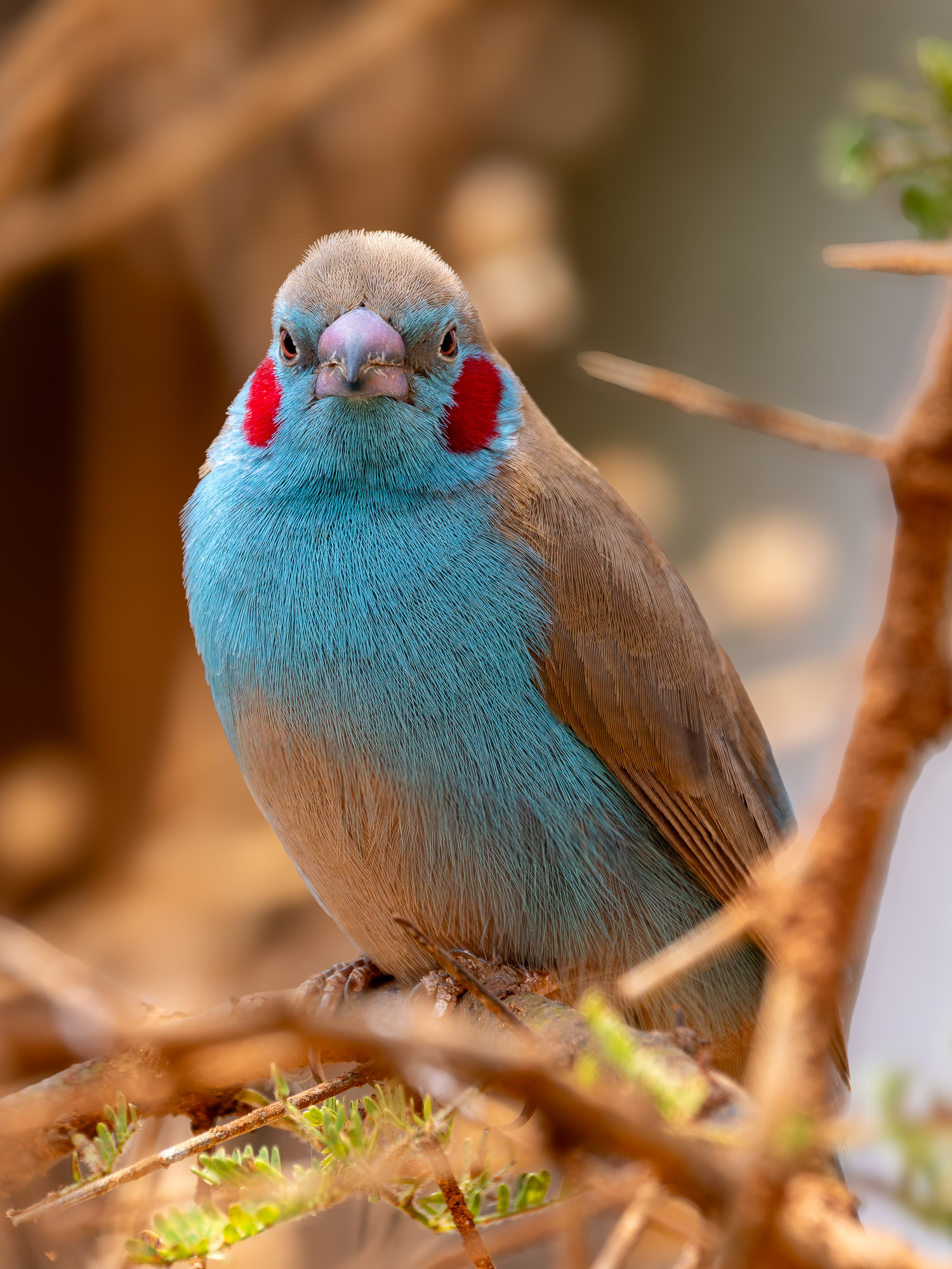 Red-cheeked Cordon-bleu (Uraeginthus bengalus),