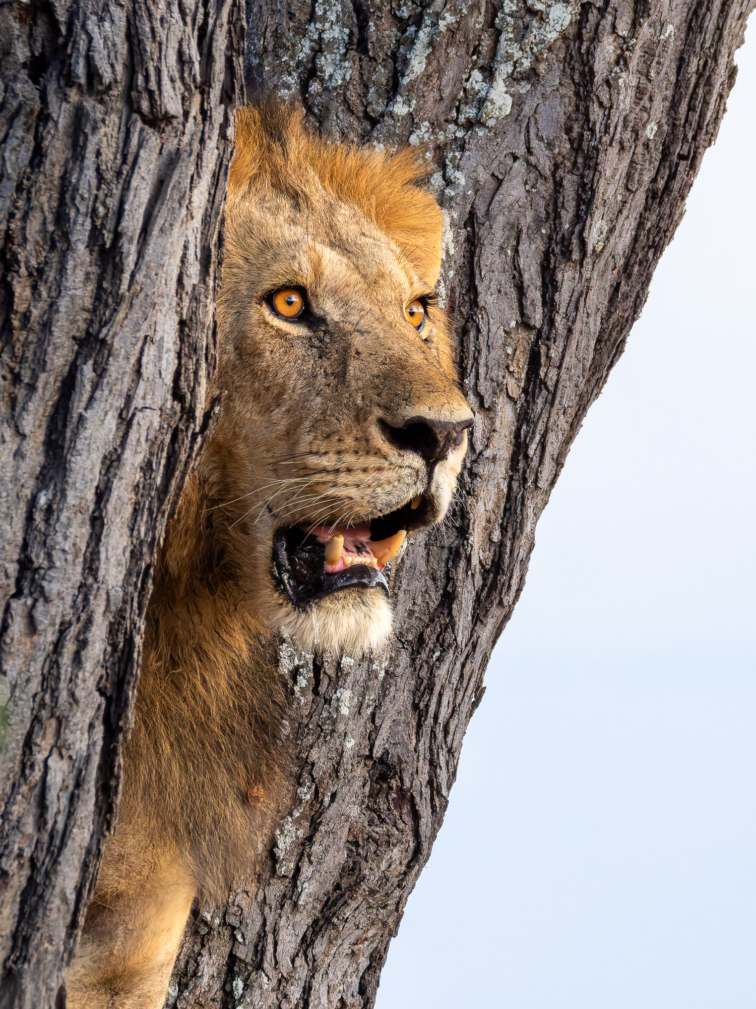 Sunset Vigil, Lion, Tarangire National Park, Tanzania