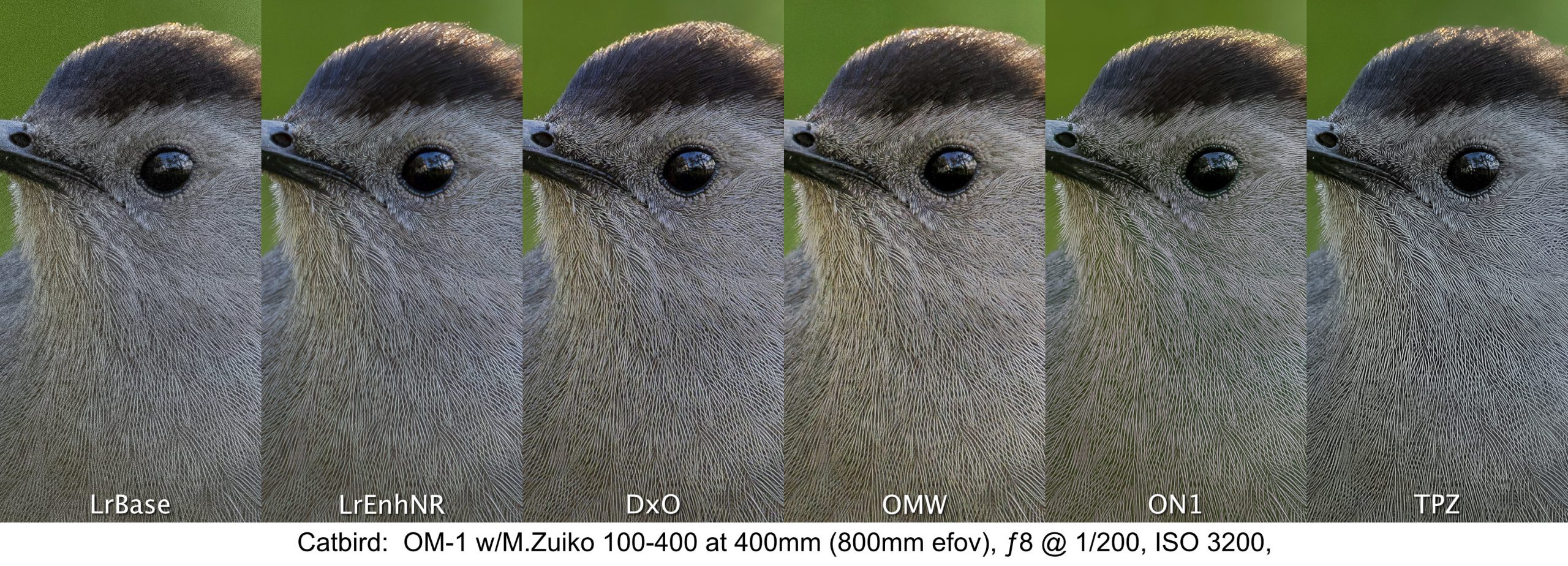 Catbird: Sensor noise has been eliminated and the feather detail extracted from this ISO 3200 le is
exquisite. These are 600x1200px crops, totalling 3600x1300px. Who says small sensors can’t capture detail at high ISOs?