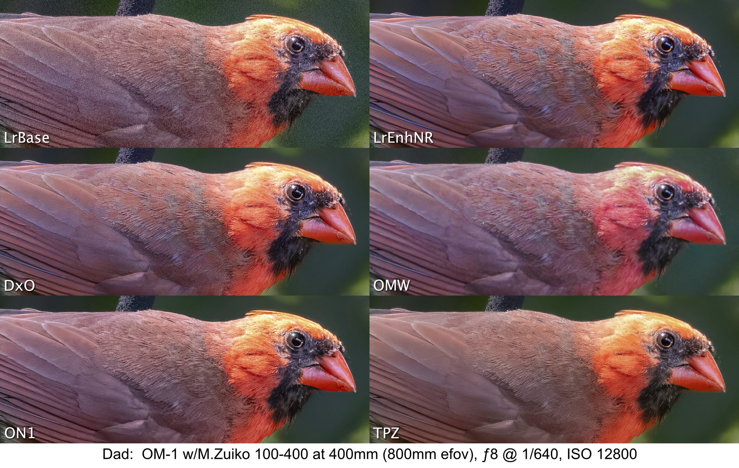 Dad: At ISO 12800, these 600x1500px crops (le size =3000x1900px) show excellent results. Each of the LrEnhNR, DxO, ON1 and Topaz les are very printable. Slight variations in smooth feather detail sets them apart, but doesn’t make one better than the other, just dierent.