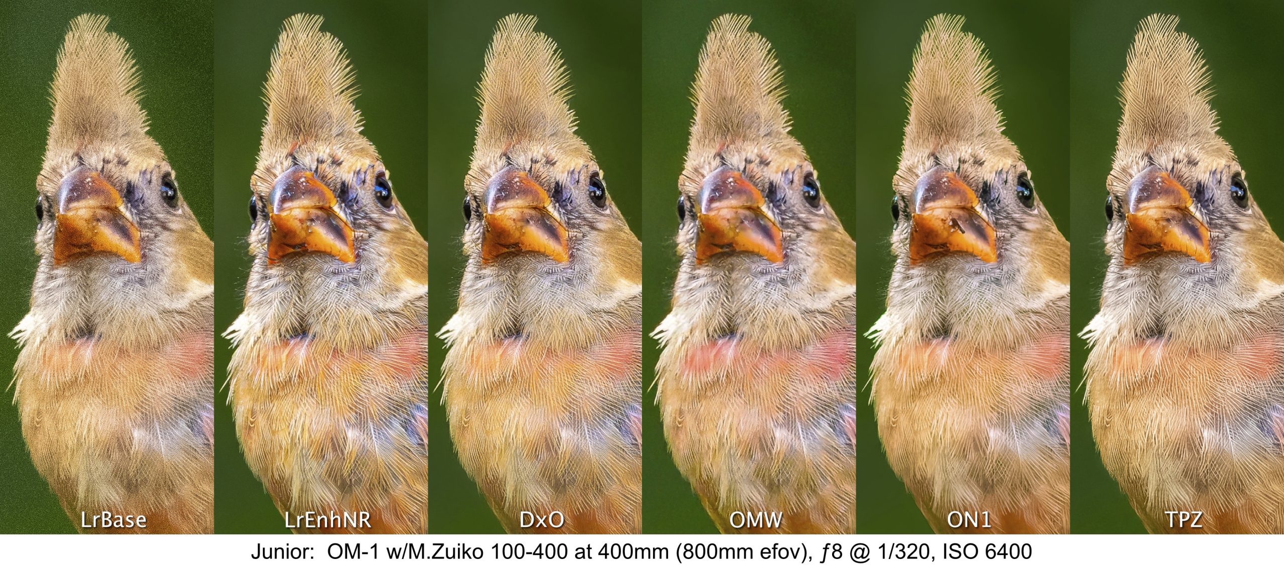 Junior: These 600x1200px crops from the 3840x2880px JPEGs display excellent detail across the board—
even in the LrBase le (see note below). LrEnhNR, DxO, Topaz and ON1 and are critically sharp, maintaining
even the smallest details in the crest and the ne feathers along the bird’s right side, though upon very close
observation, each also exhibits some noise around these details